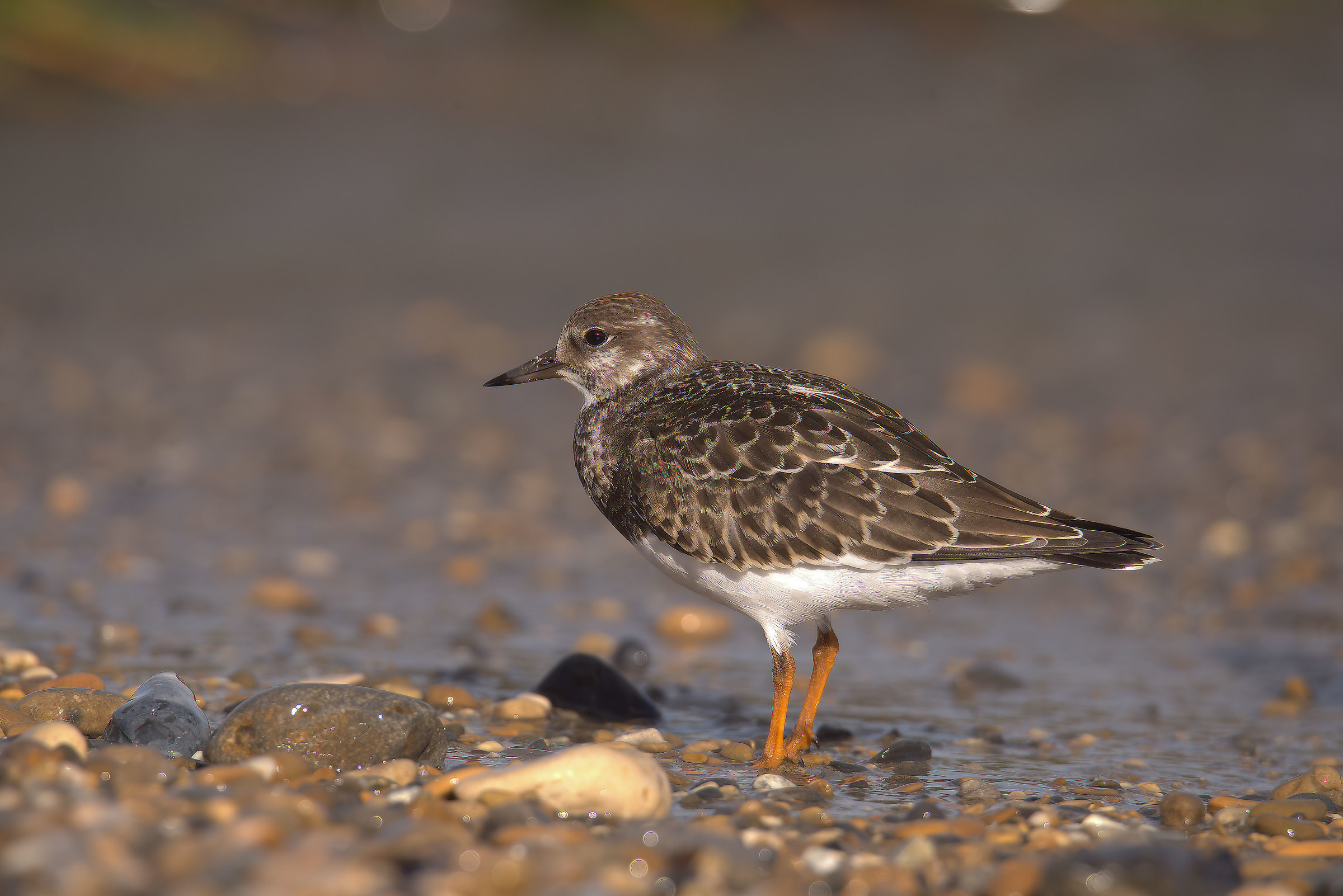 Turnstone