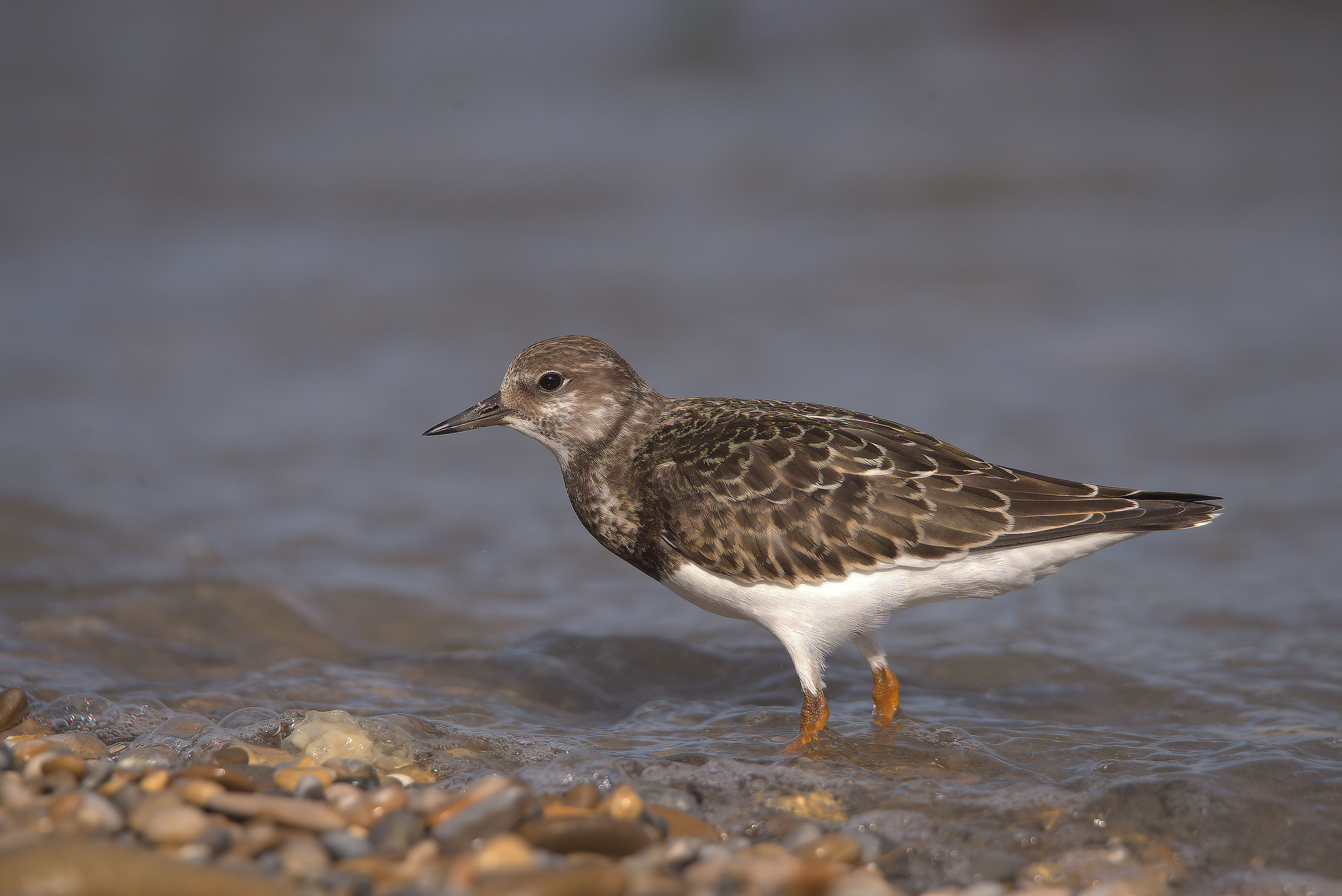 Turnstone