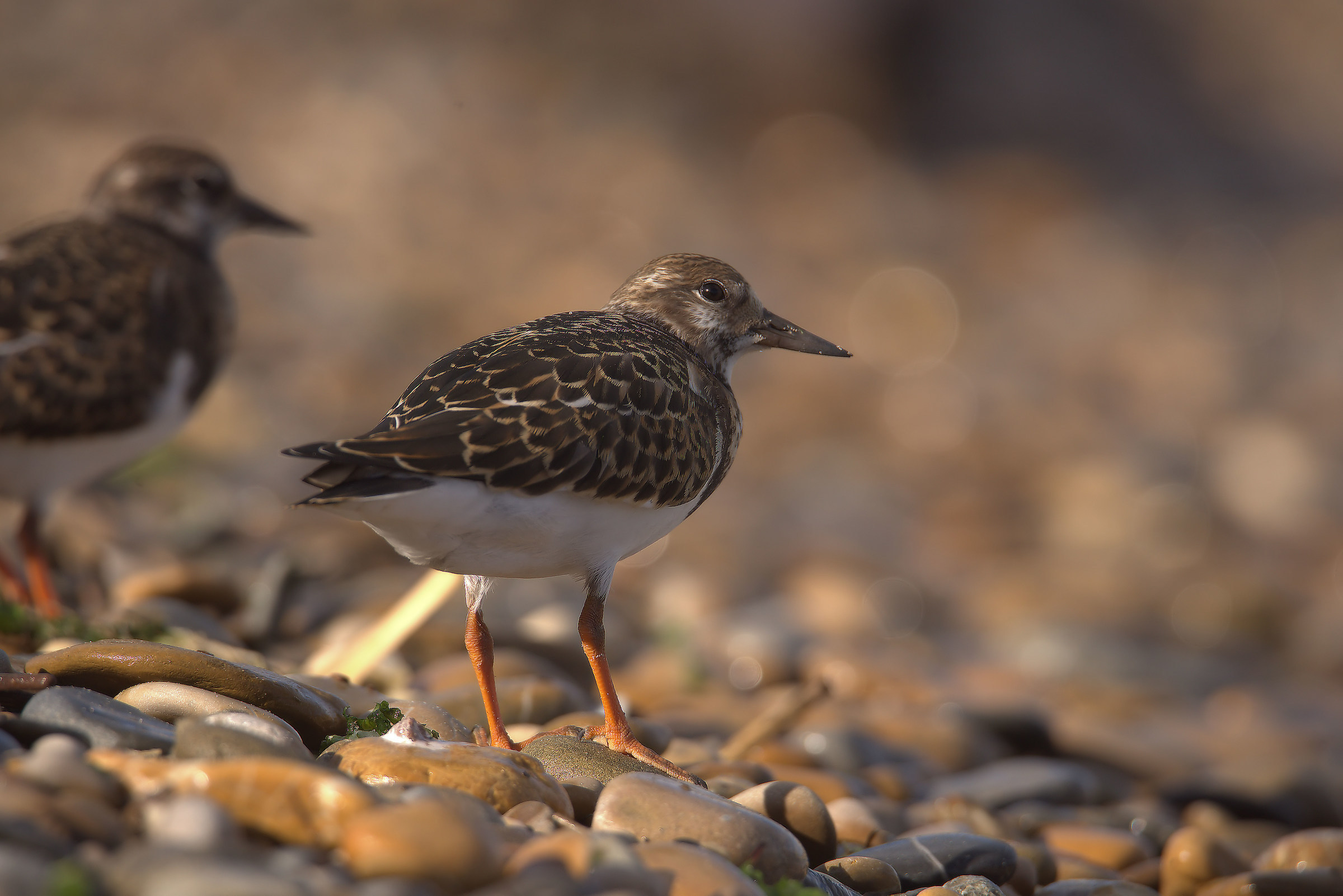 Turnstone