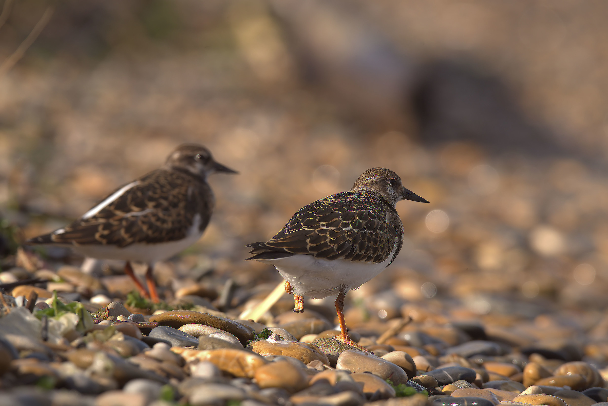 Turnstone
