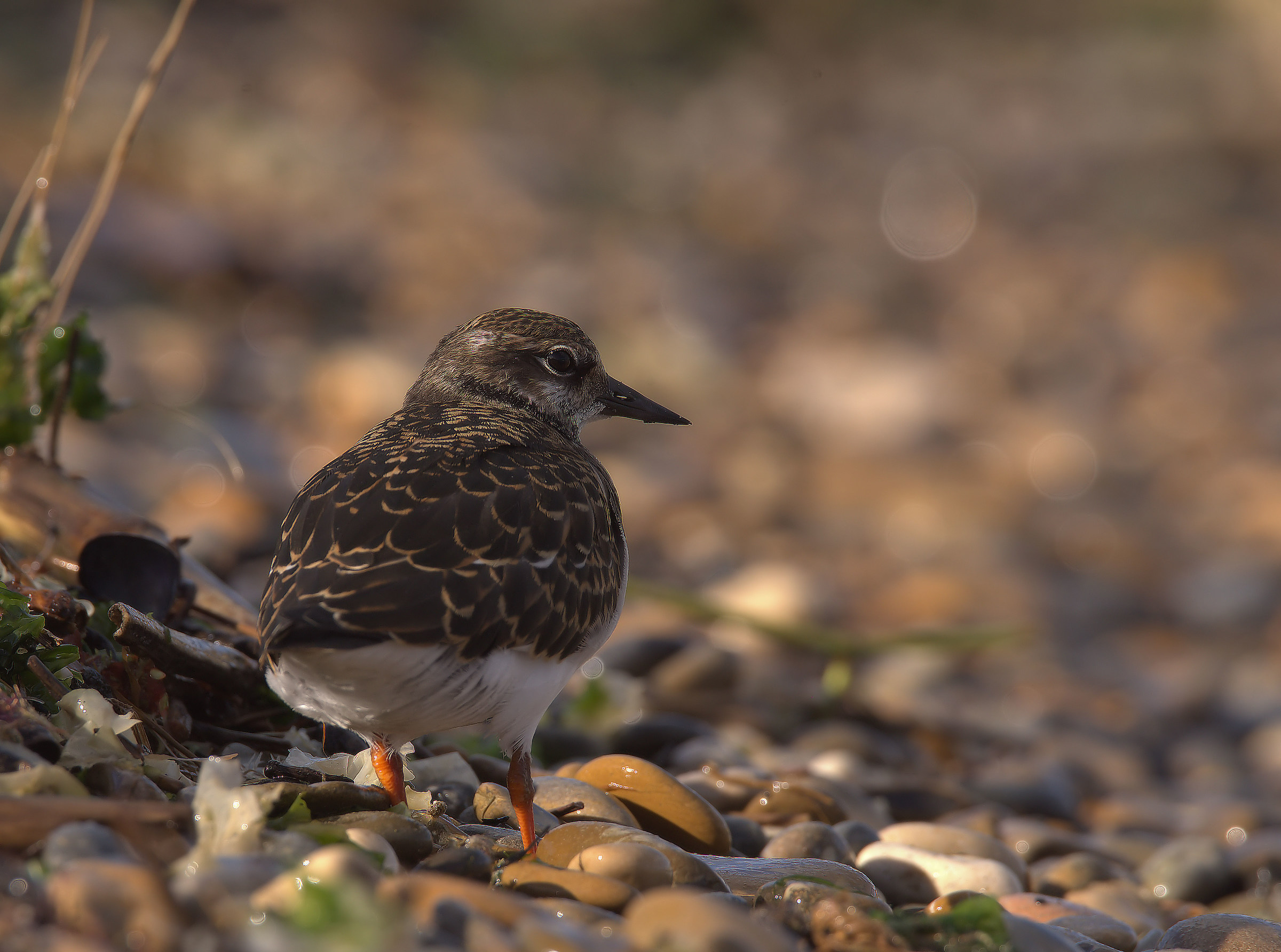 Turnstone