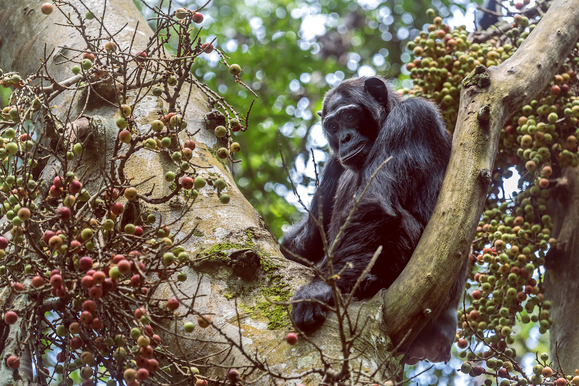 Chimpanzee - Uganda
