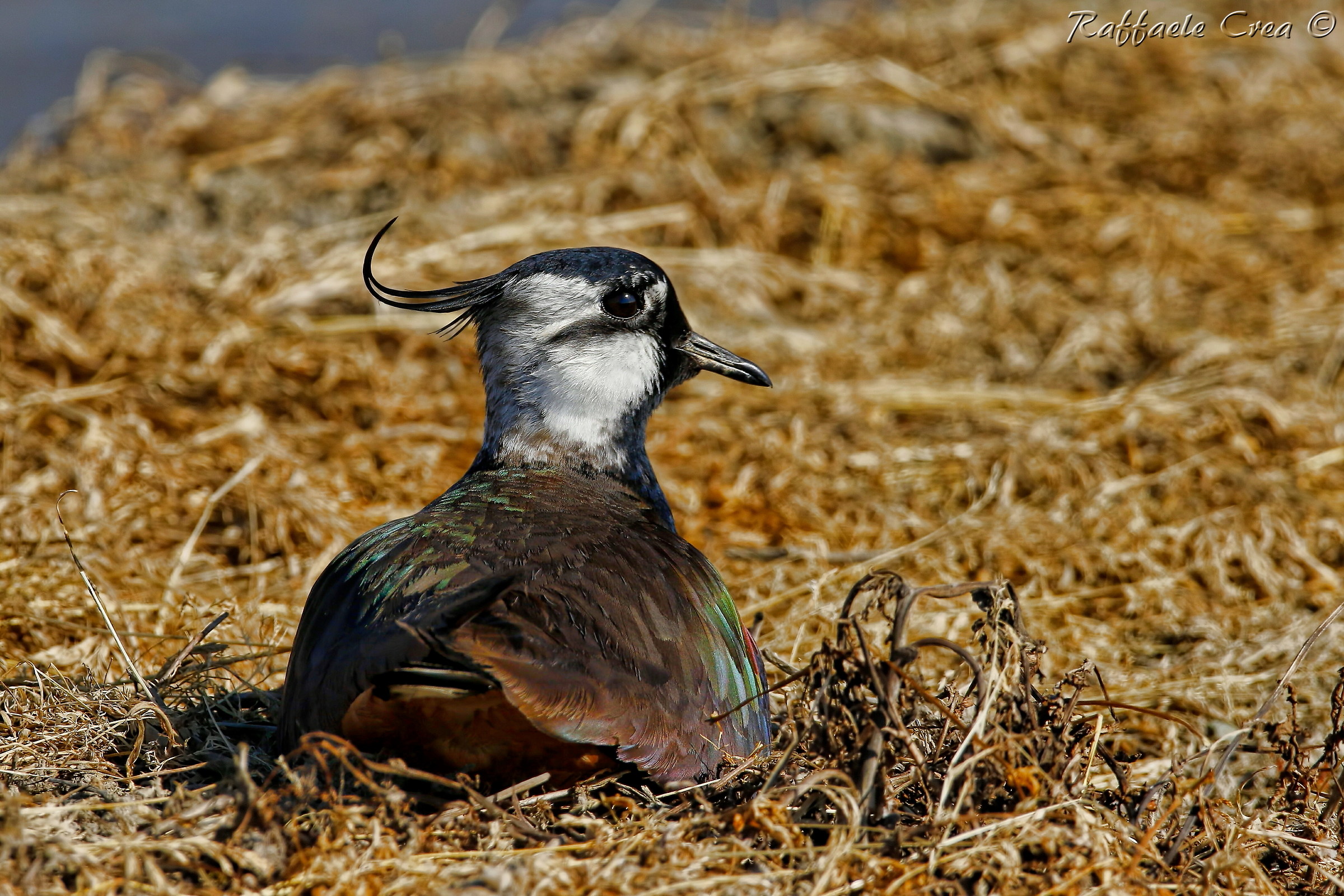 Lapwing