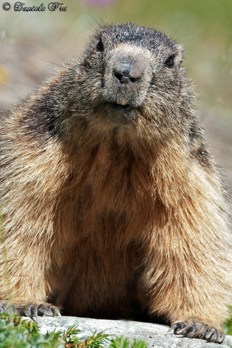 Marmot posing