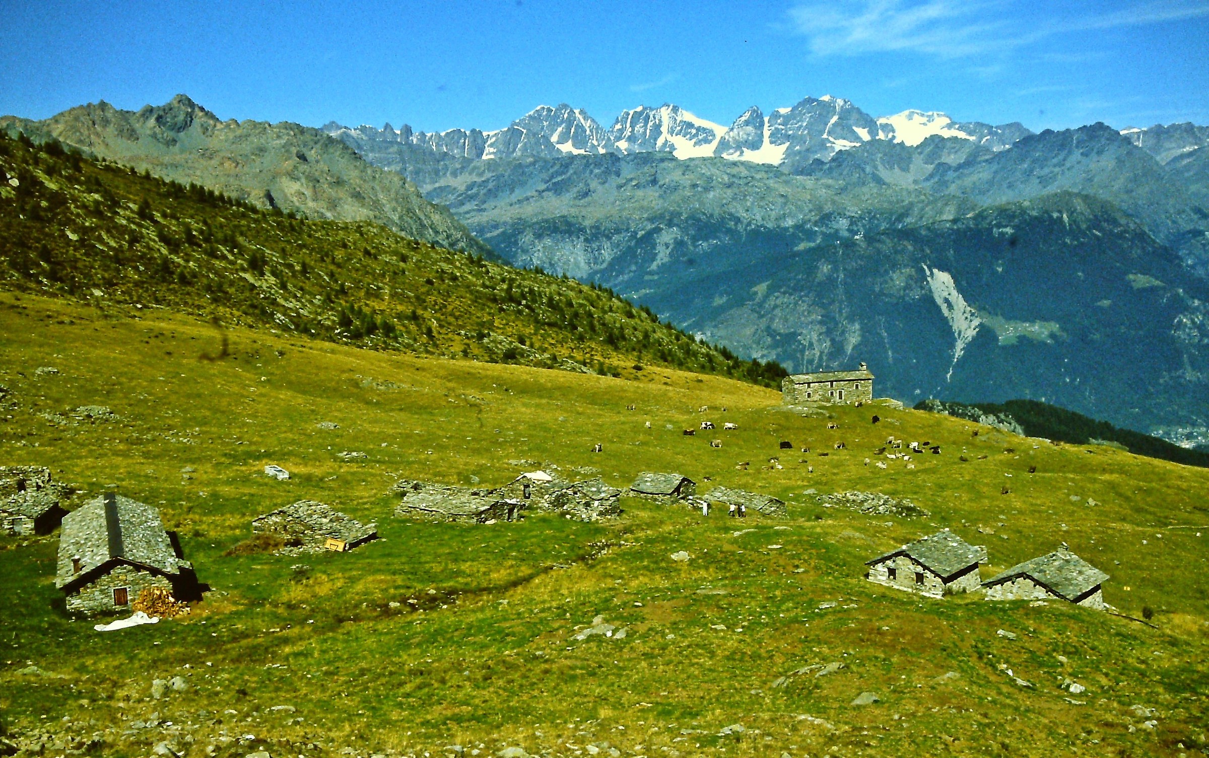 227 - il pascolo della beatitudine - SO Val Malenco
