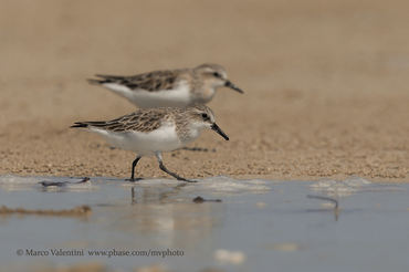 Calidris ruficollis