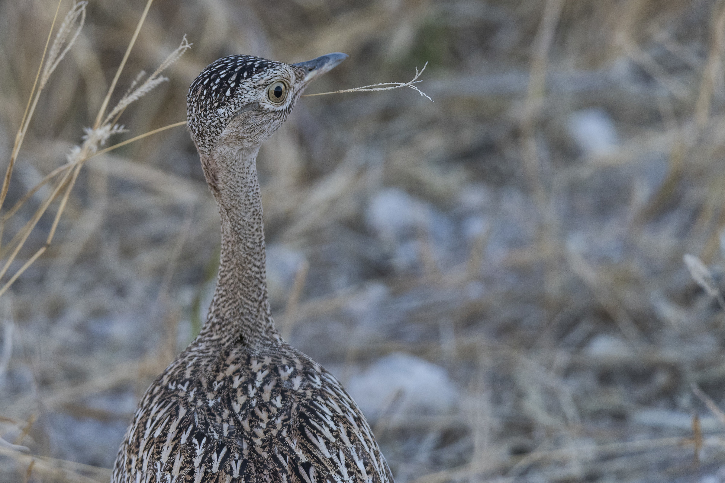 Vermiculite Eye (I Think)