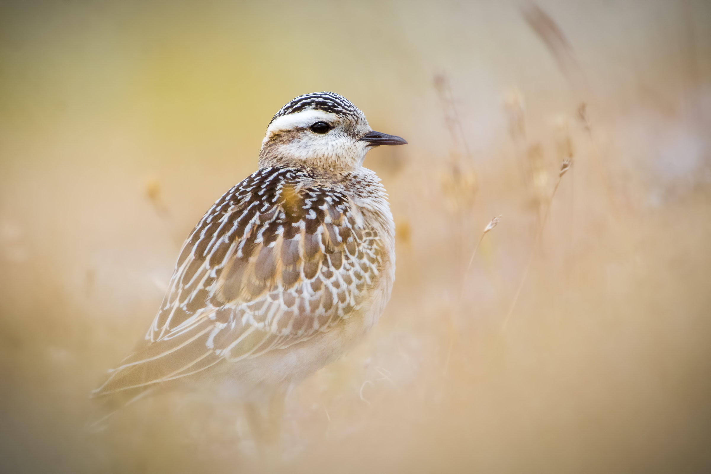 Piviere Tortolino 2 #