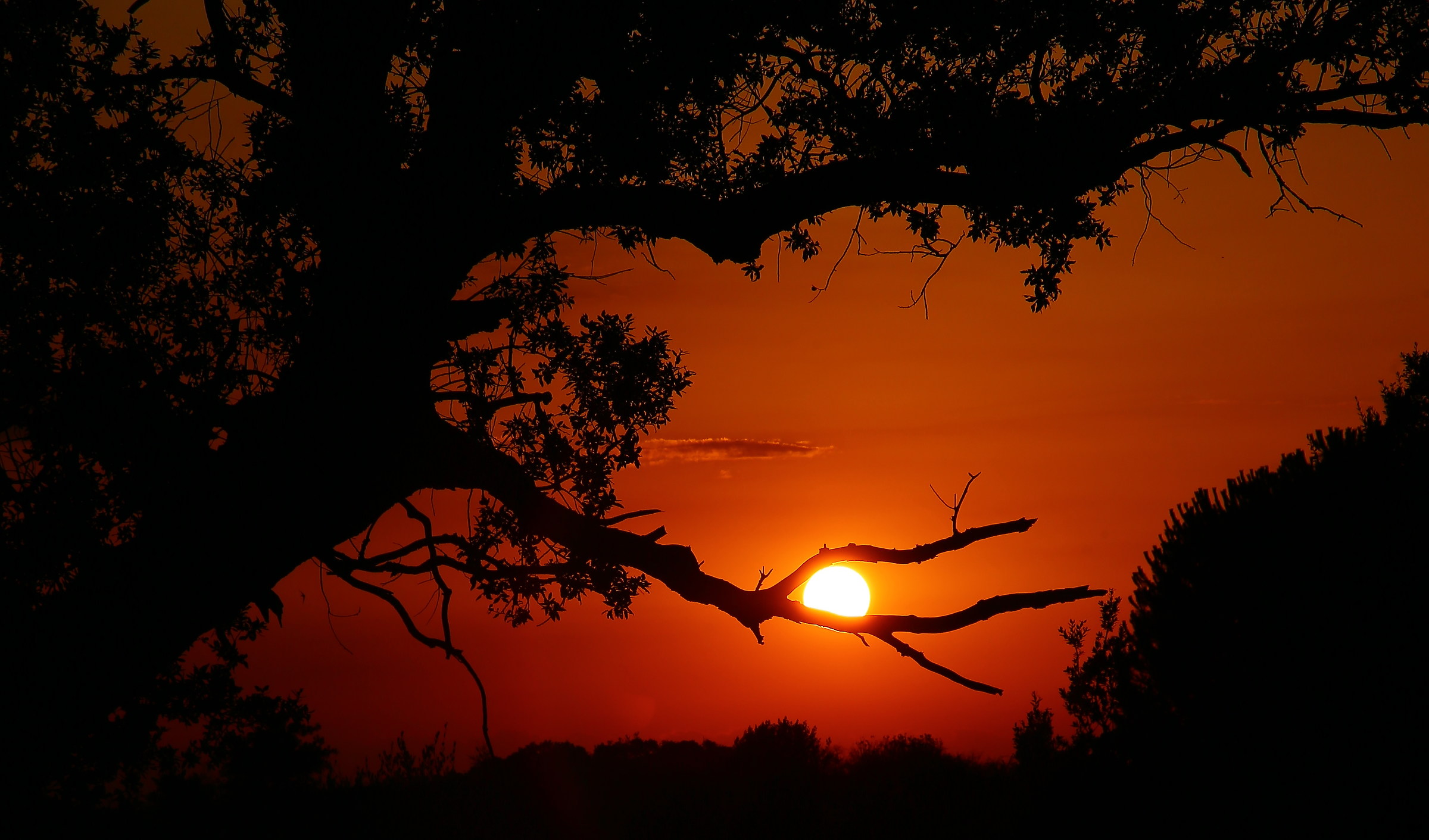the sun caught by the big oak