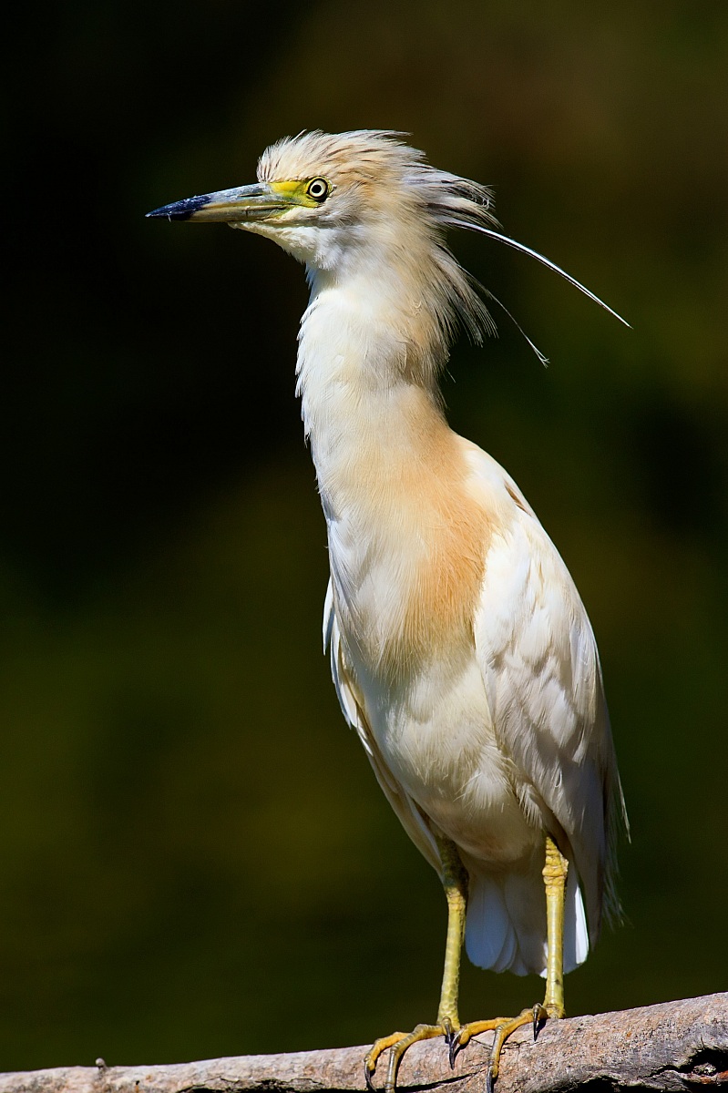 Squacco (Ardeola ralloides)