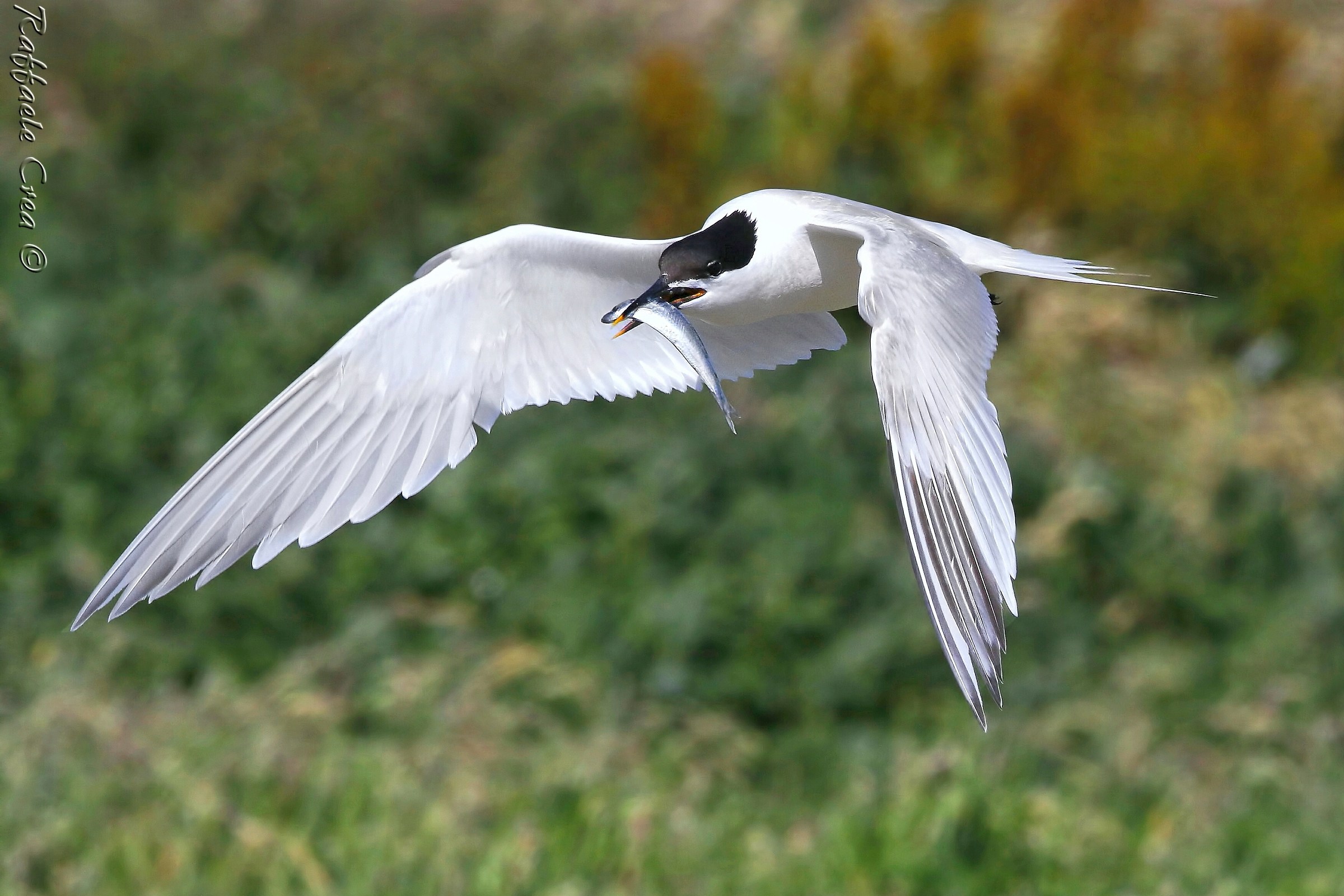 Sandwich tern