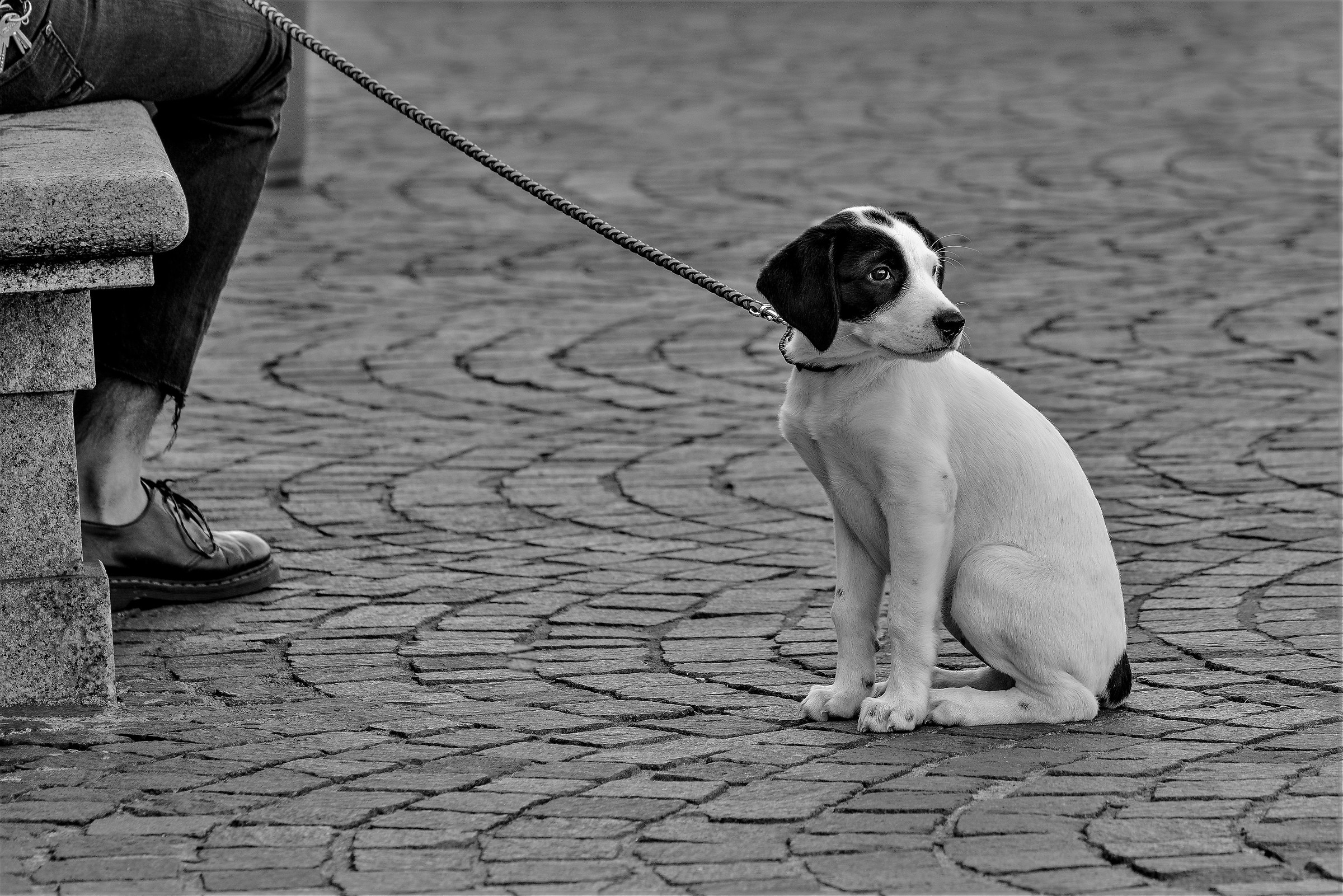 Black & White ..................