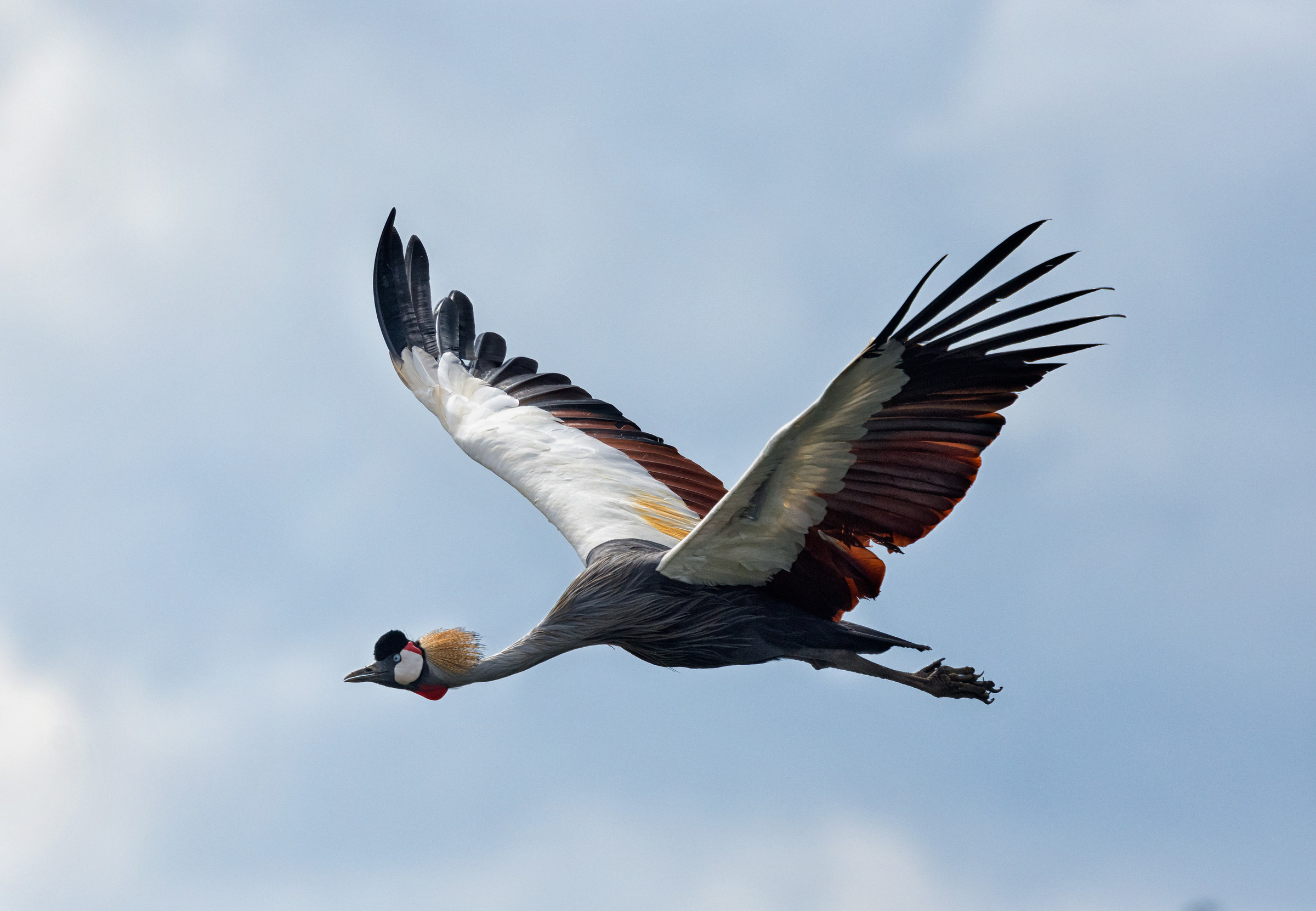 Crested crane_ Uganda