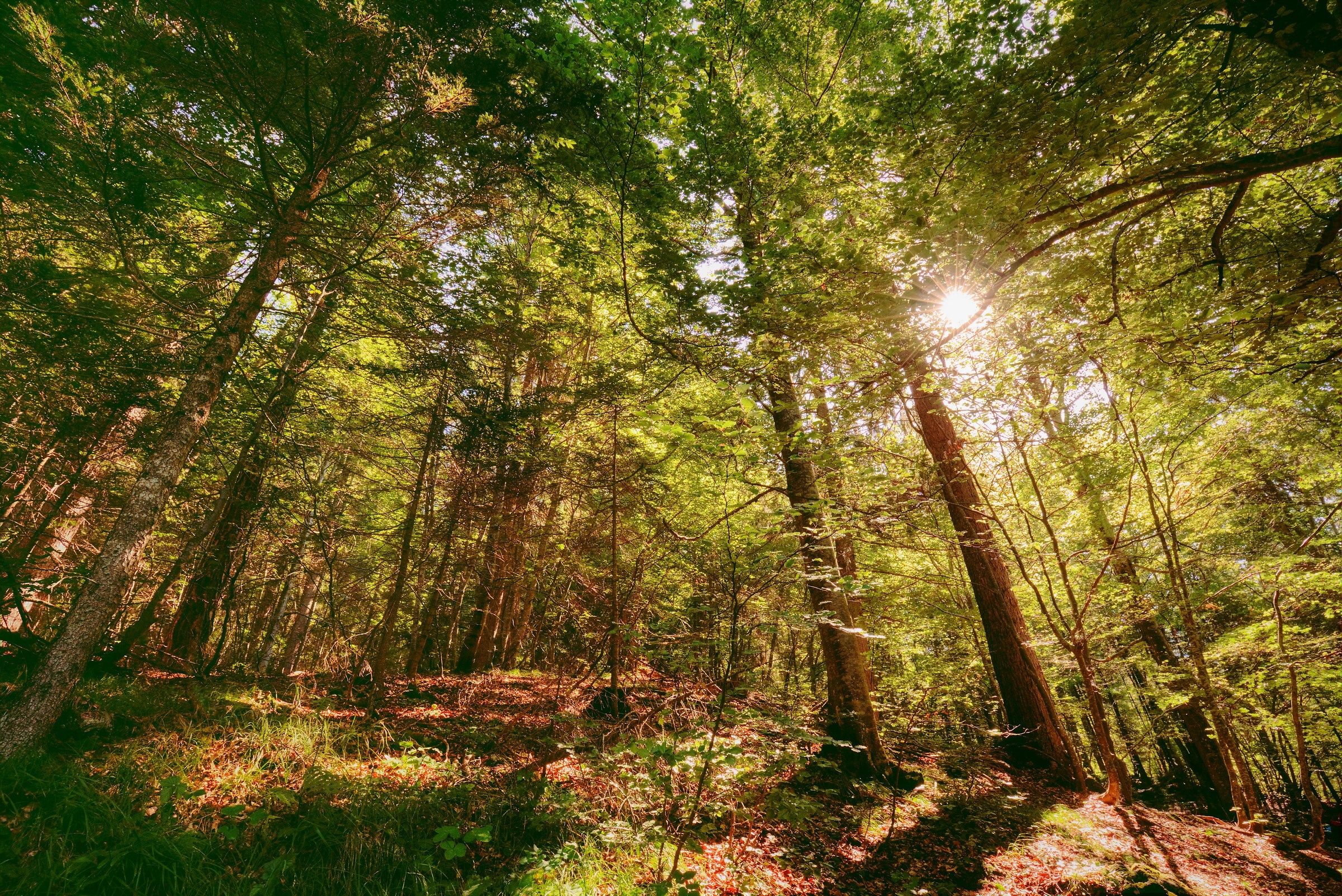 Vallesinella, foresta