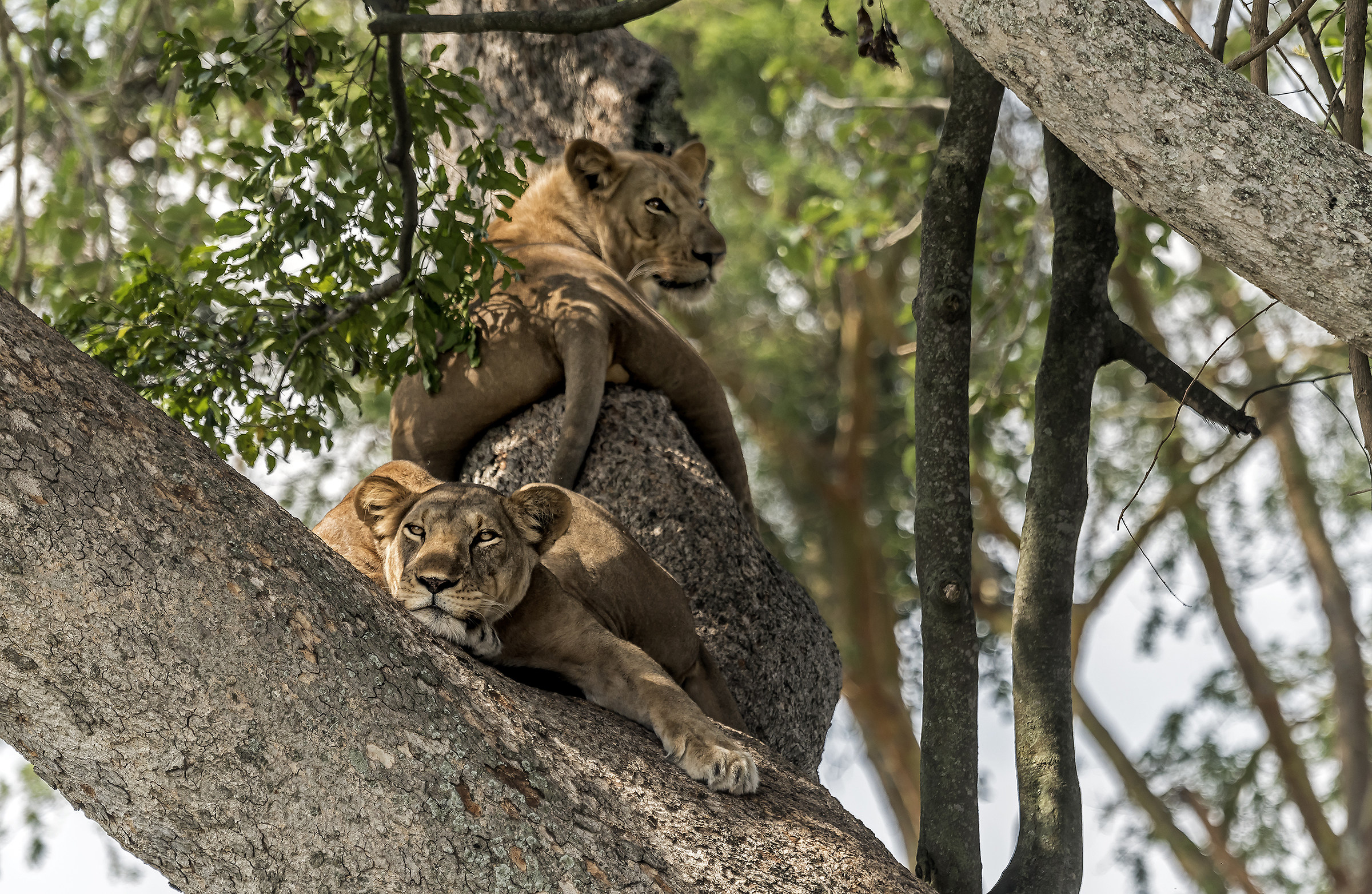 Climber lions - Uganda