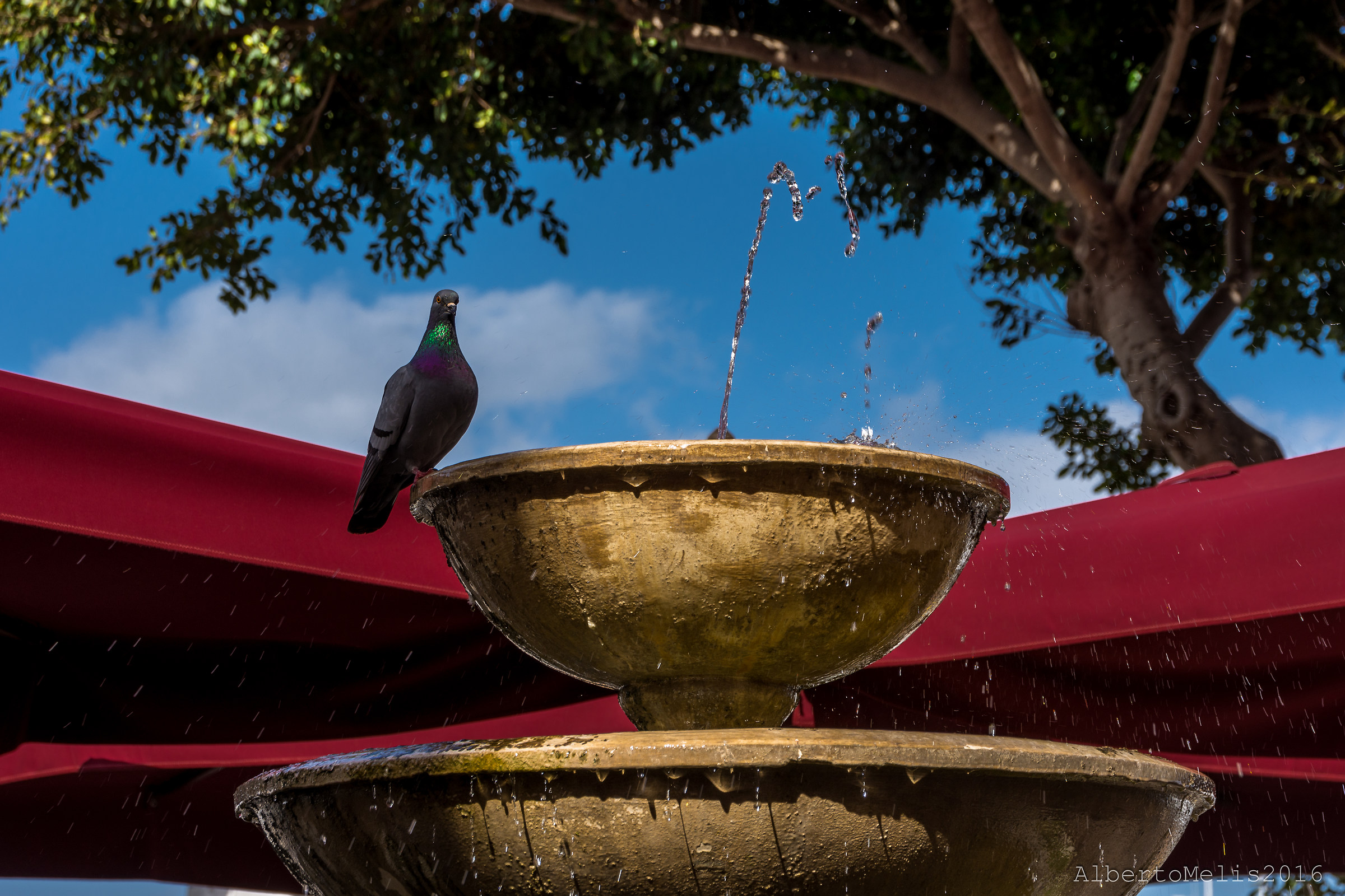 Colombo in refrigerio