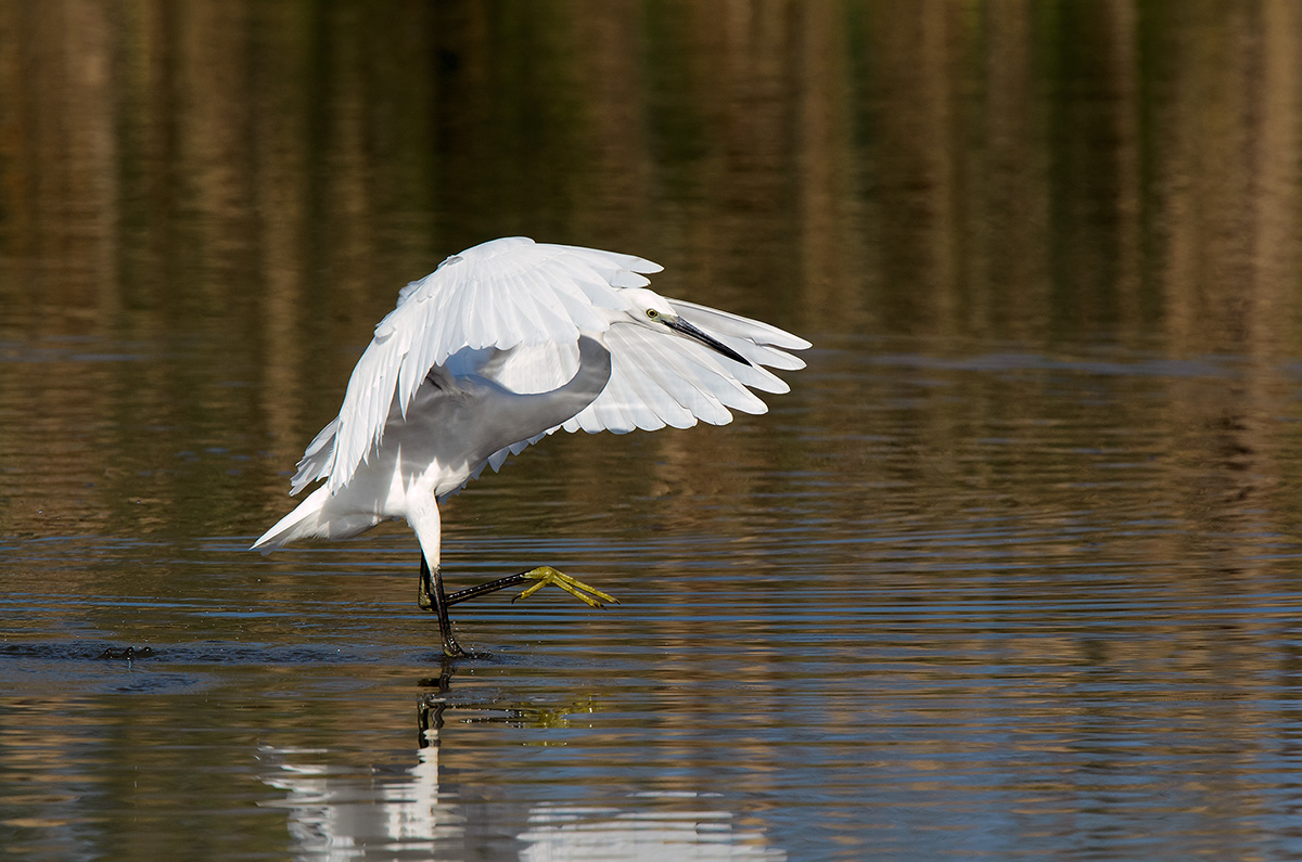 egret
