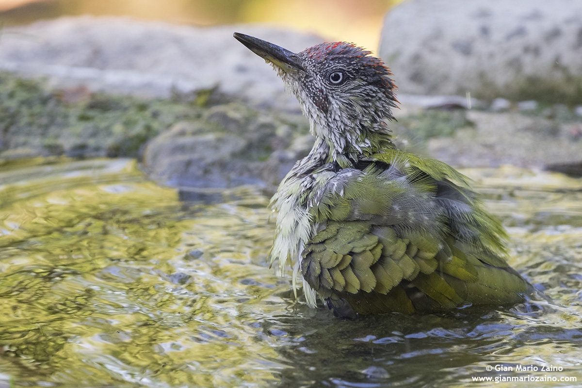 Picus viridis / Green woodpecker