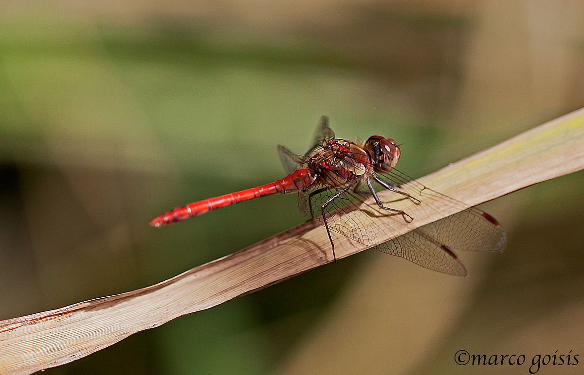 Libellula rossa