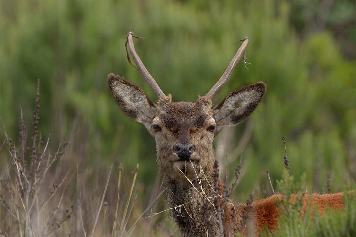 Sardinian deer Fusone