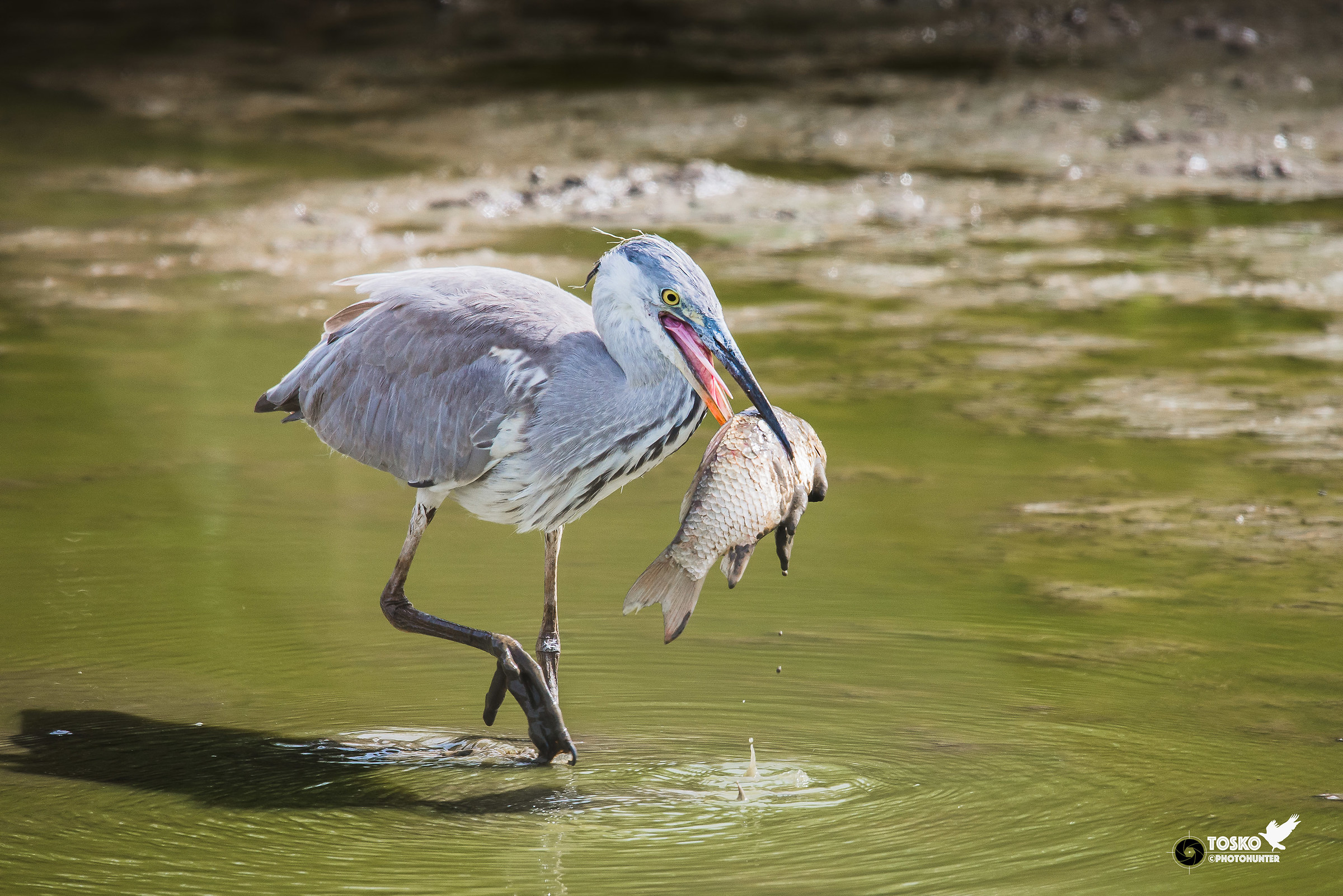 Acquolina ...... in becco!