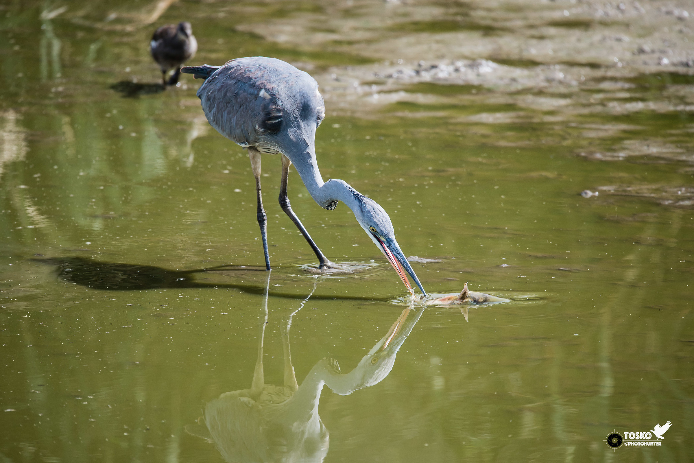 l'arciere.....cinerino