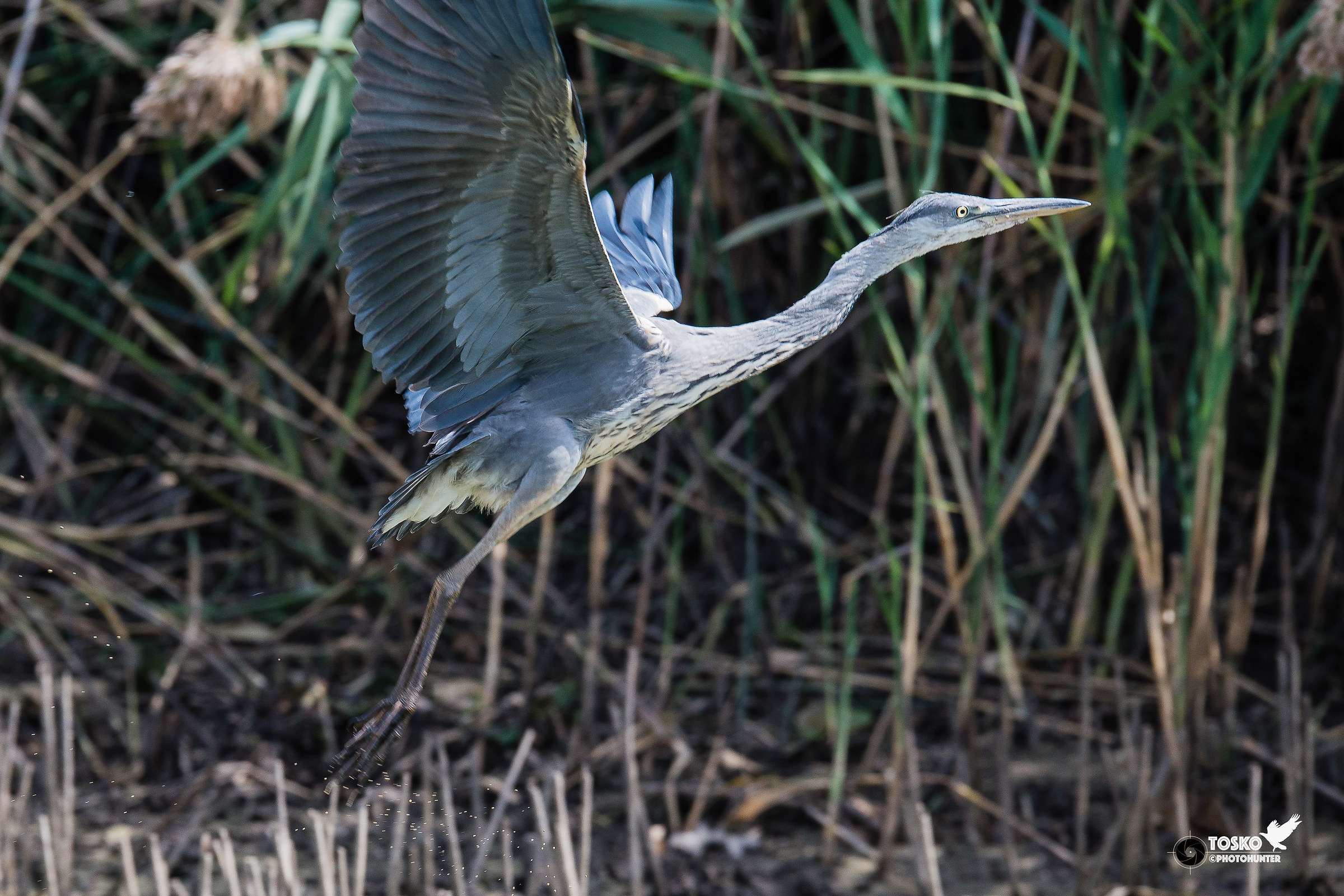 In decollo sul canneto.....@600mm