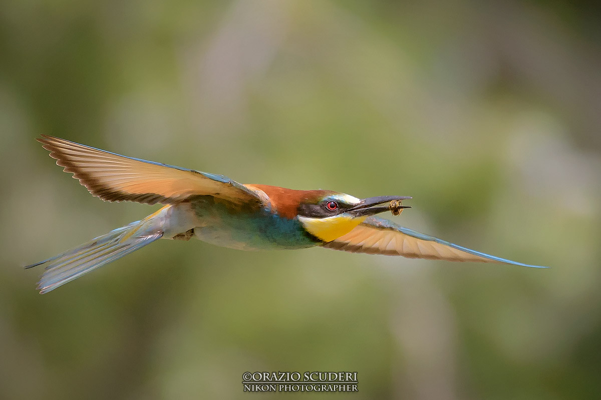 Merops apiaster