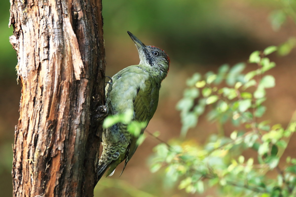 Picchio Verde giovane