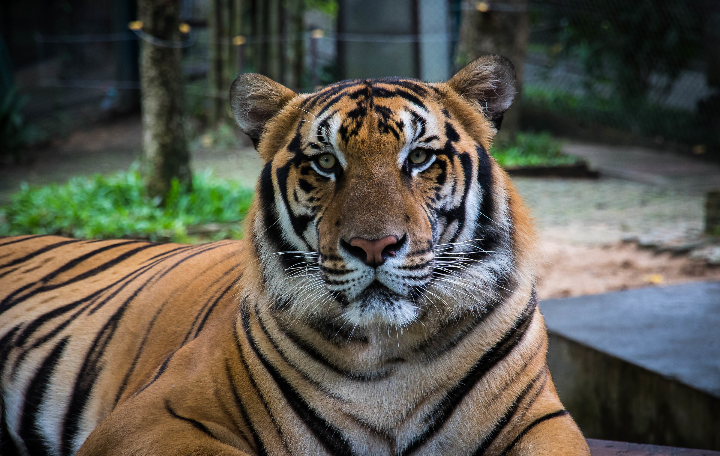 Looks, Chiang Mai, Thailand