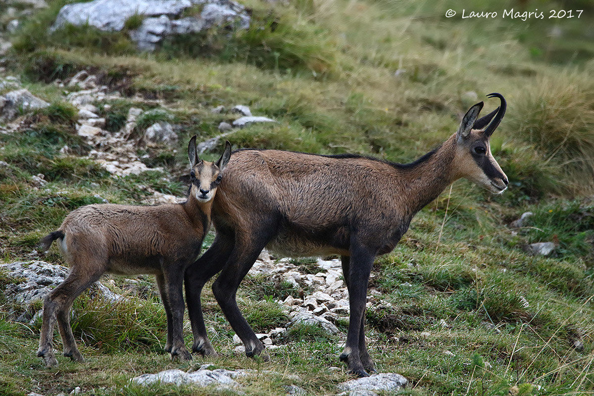 Il piccolo camoscio cresce