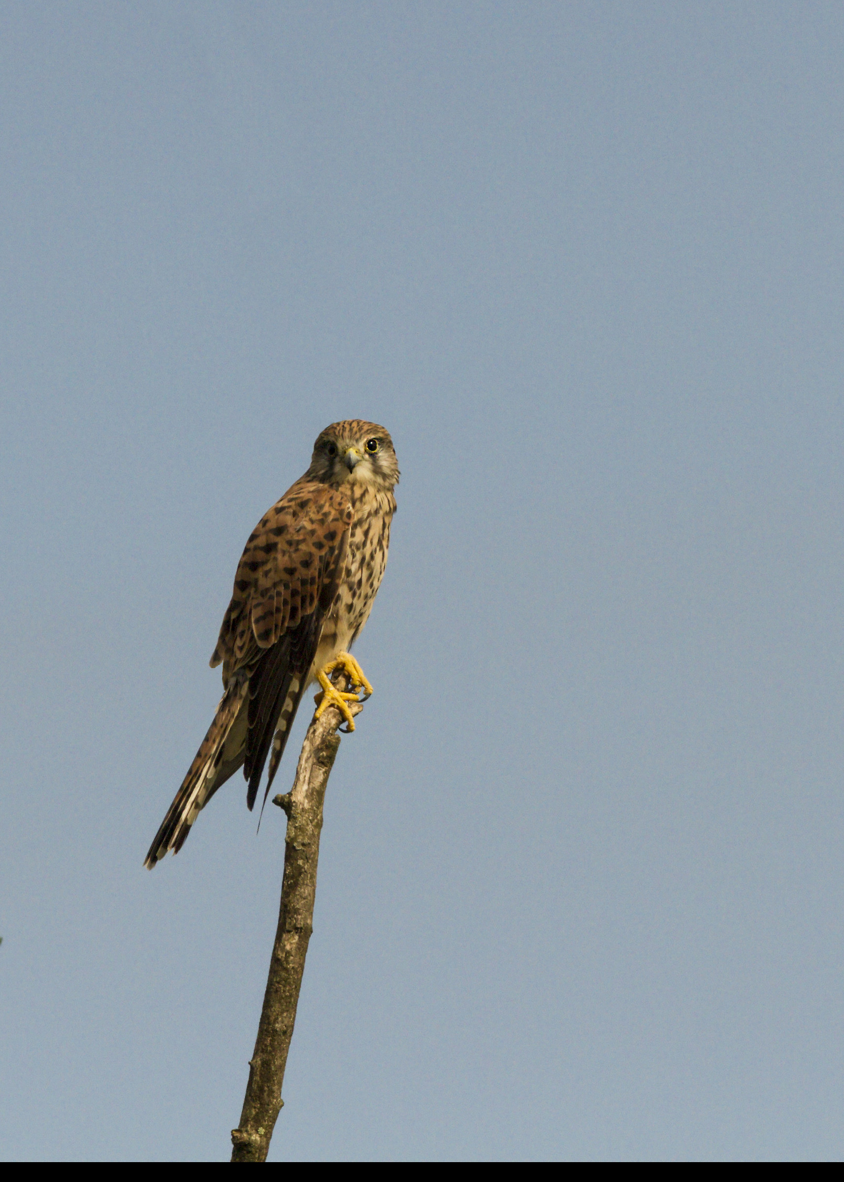 kestrel or grilled