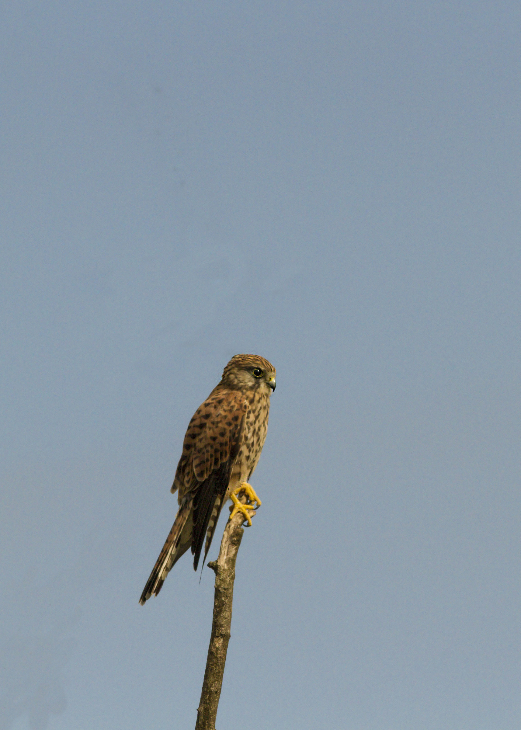 kestrel or grilled