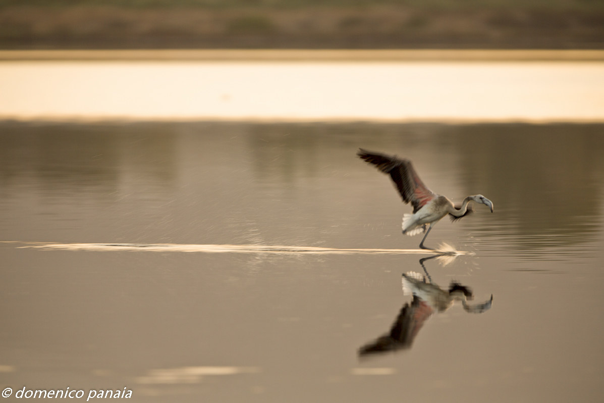 pattinaggio sull acqua
