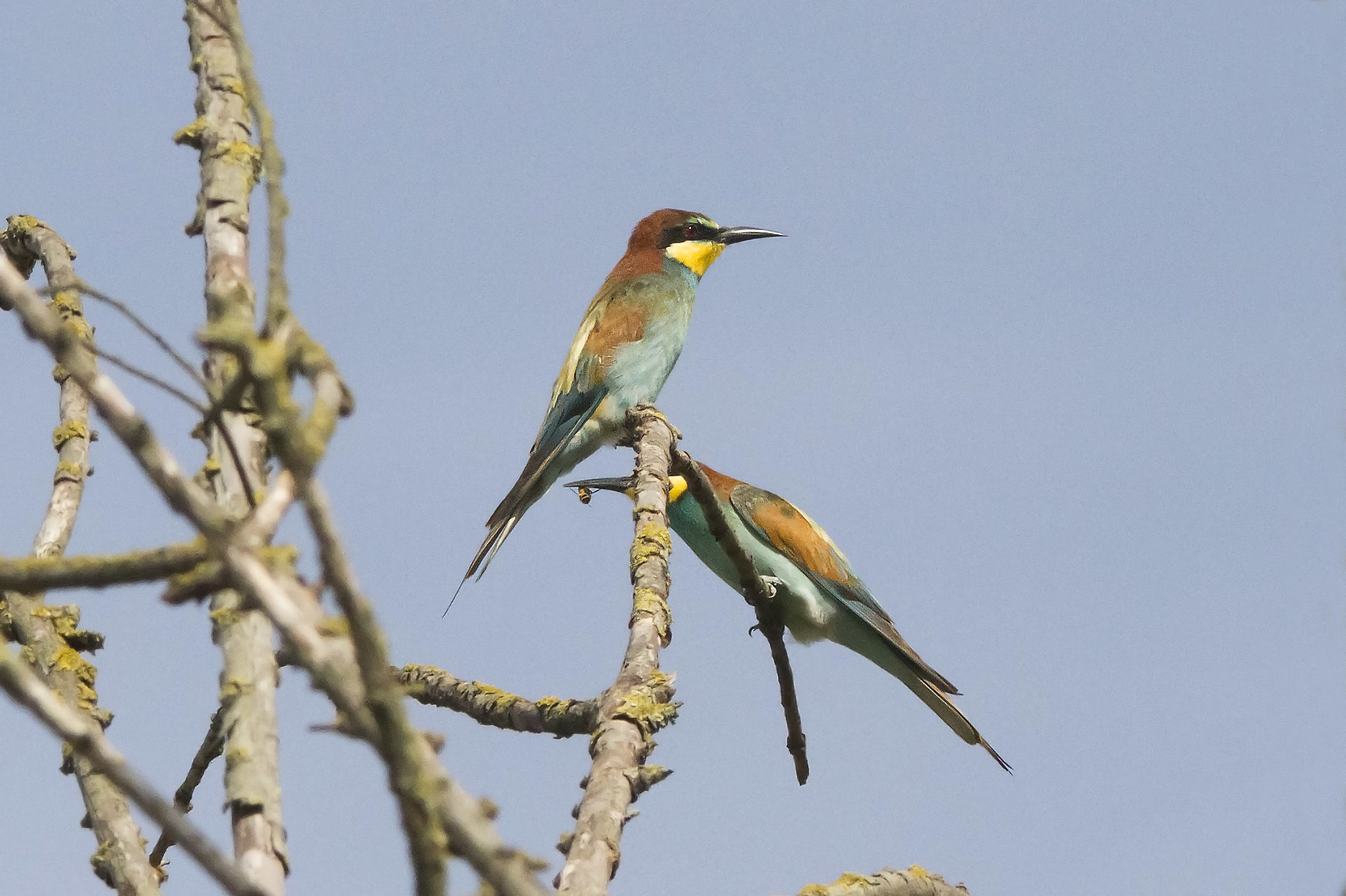 bee-eaters