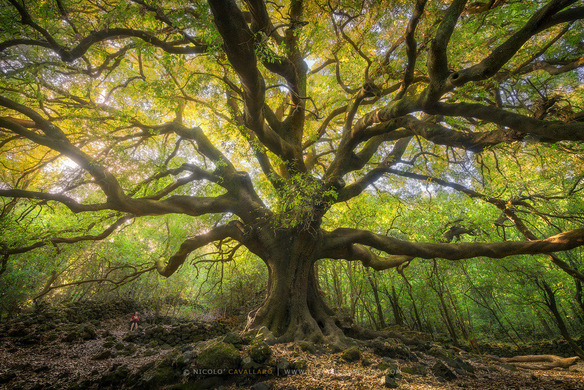 Ilice di Carrinu (Etna)