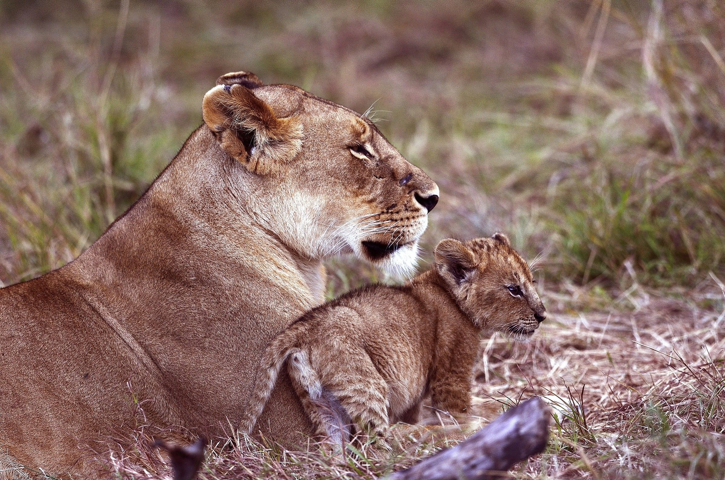 Lions splendidi cuccioli
