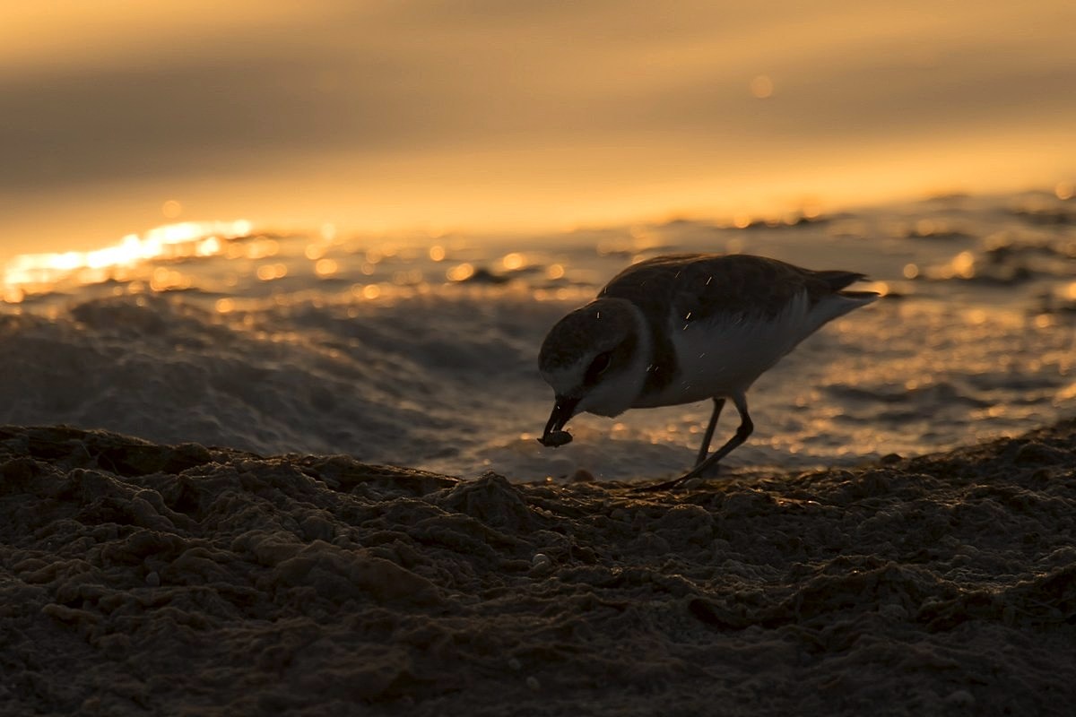 Fratina with prey at sunset