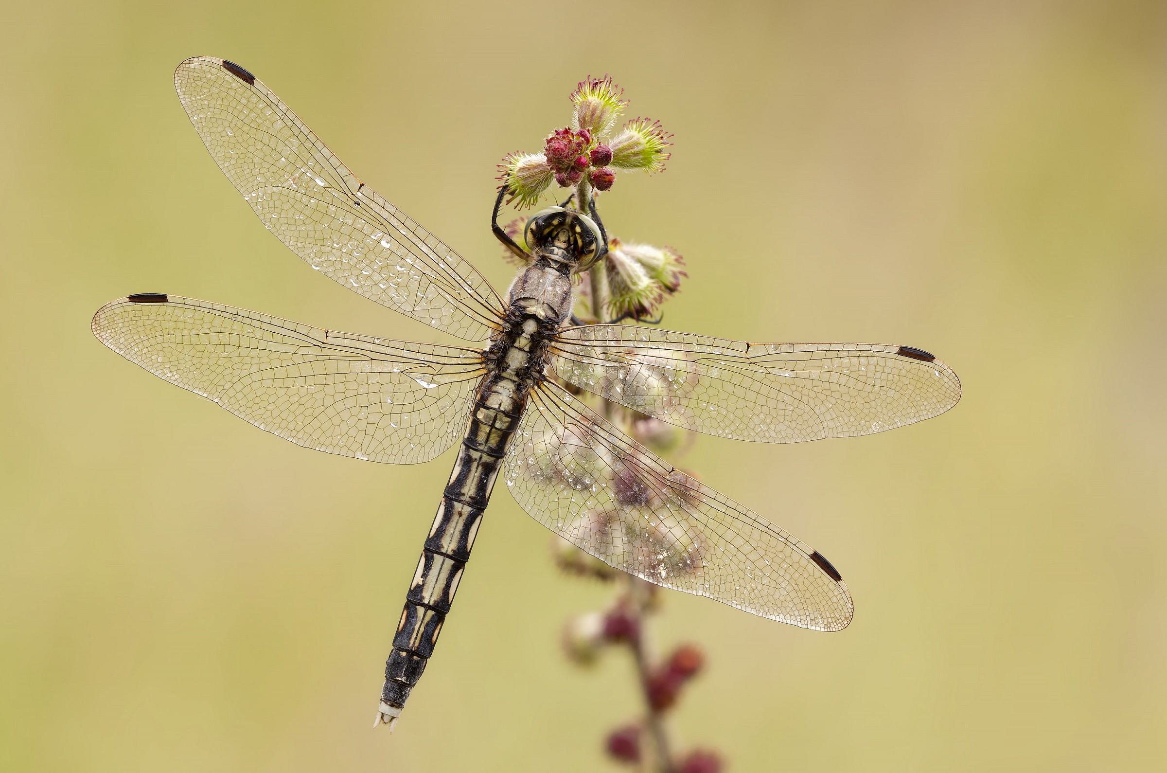 Orthetrum albistylum-(female)