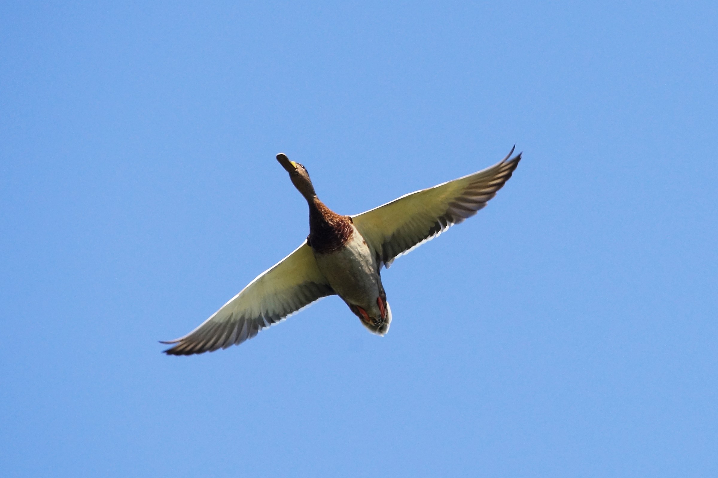 Il volo dell'Anatra.