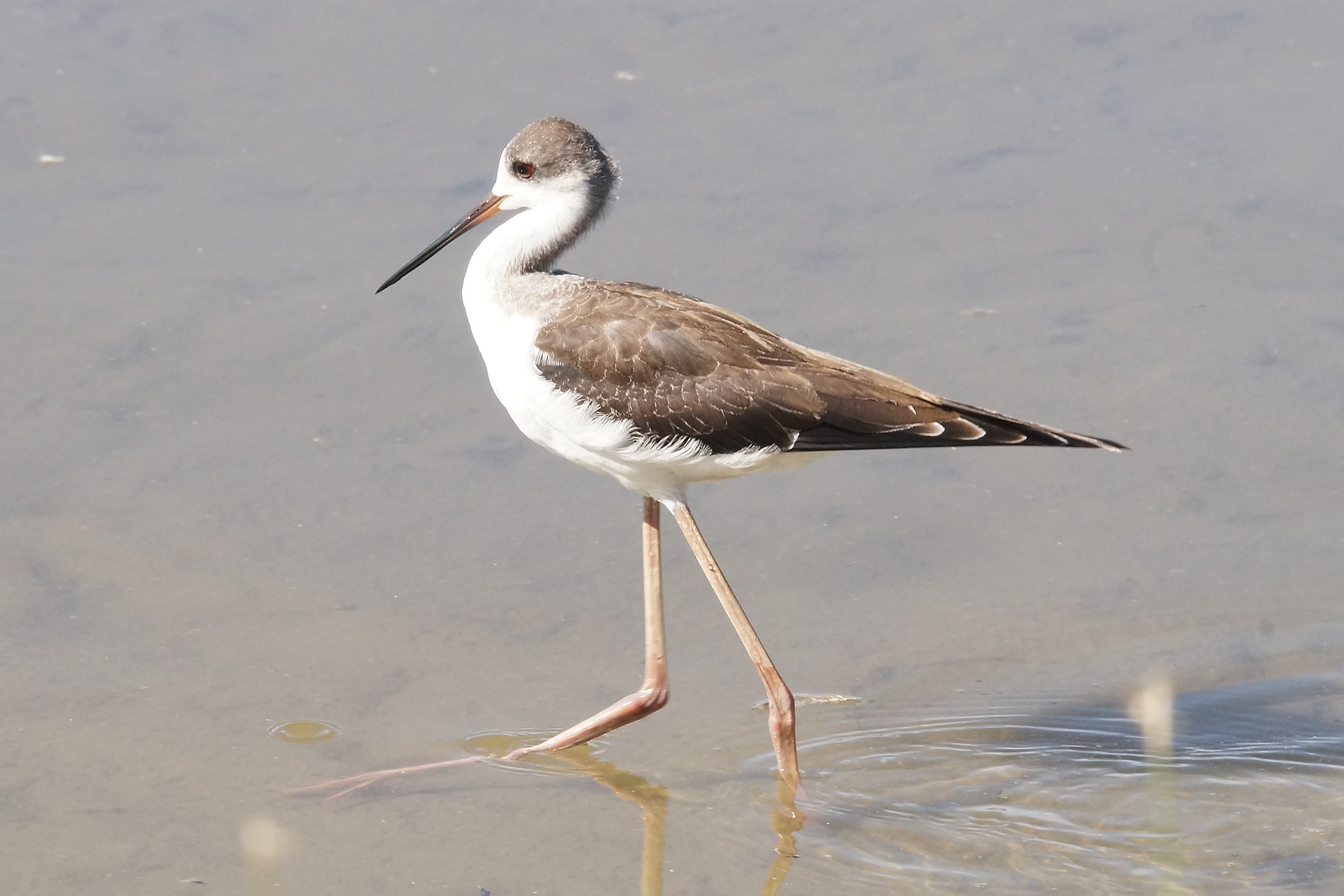 Cavaliere in palude.