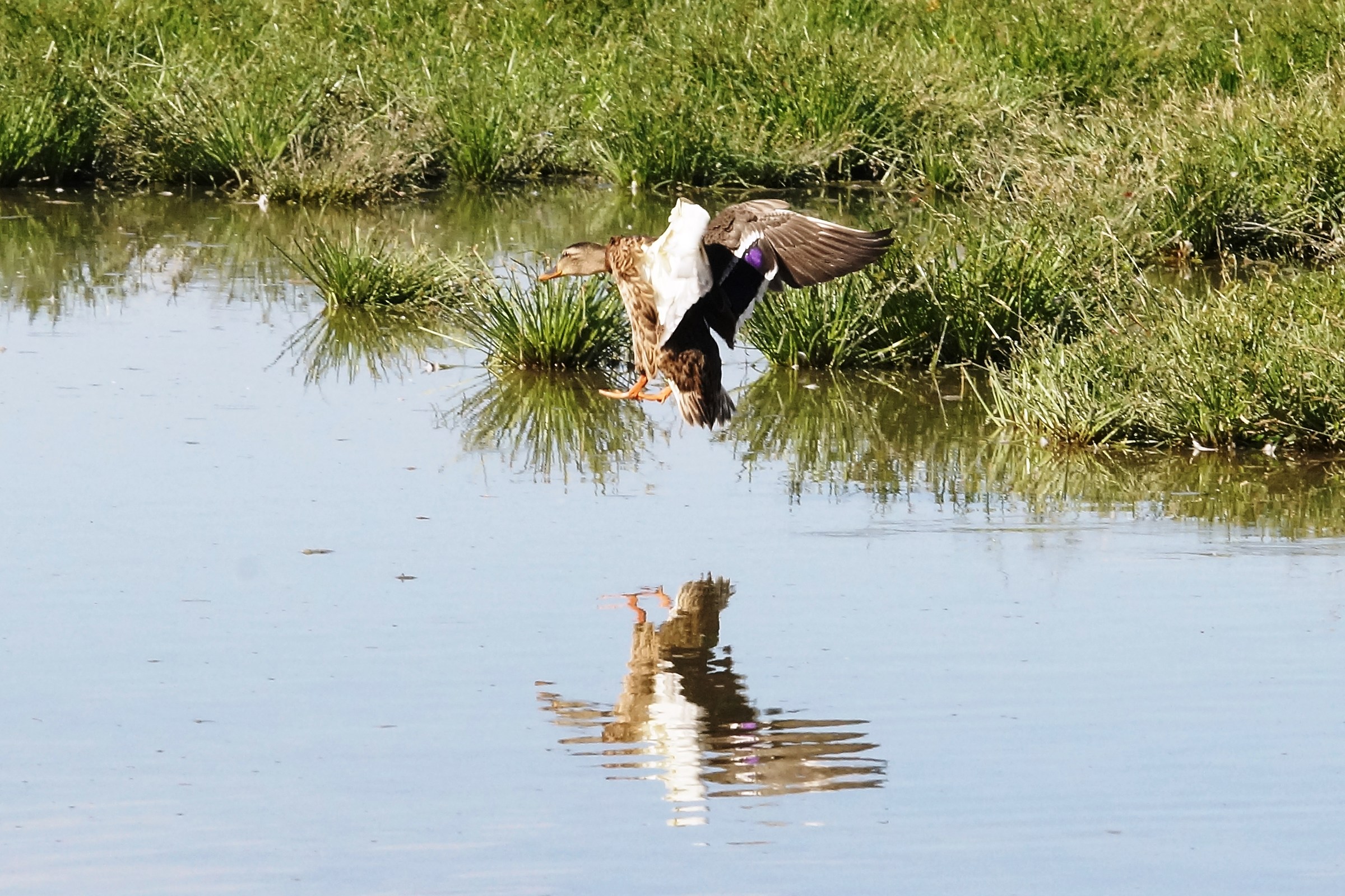 Atterraggio dell'Anatra