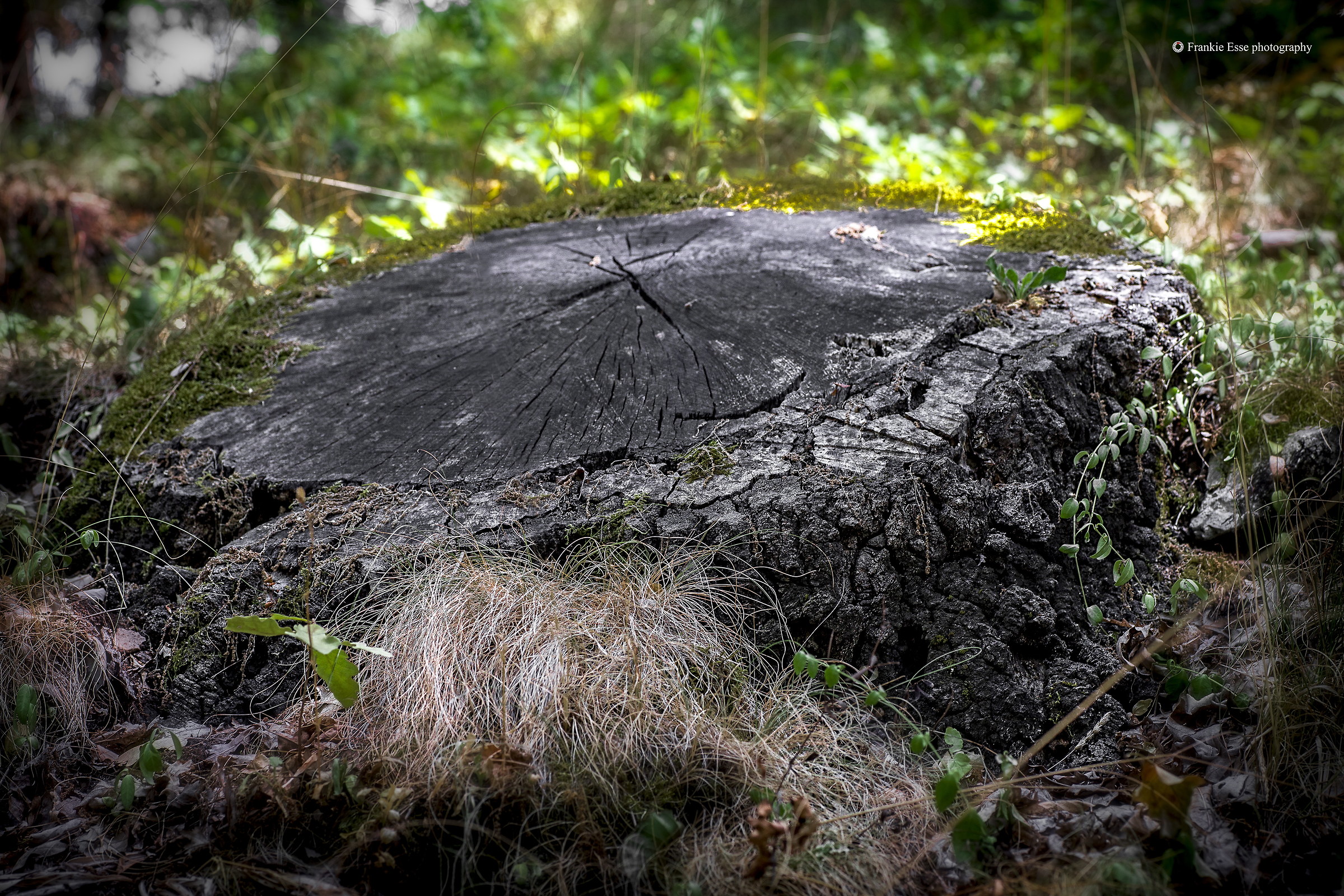 Pollino National Park