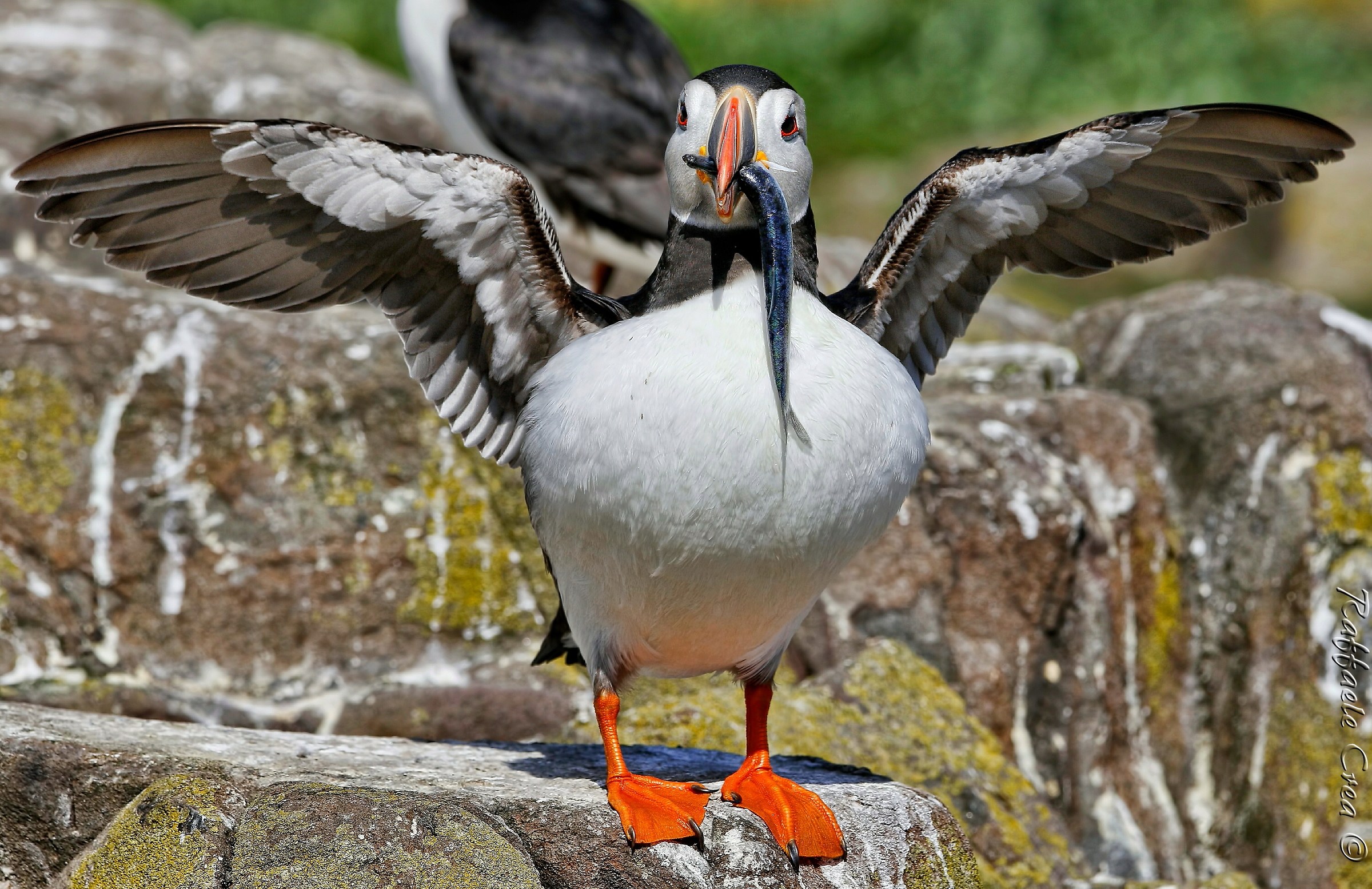 Puffin with Herring
