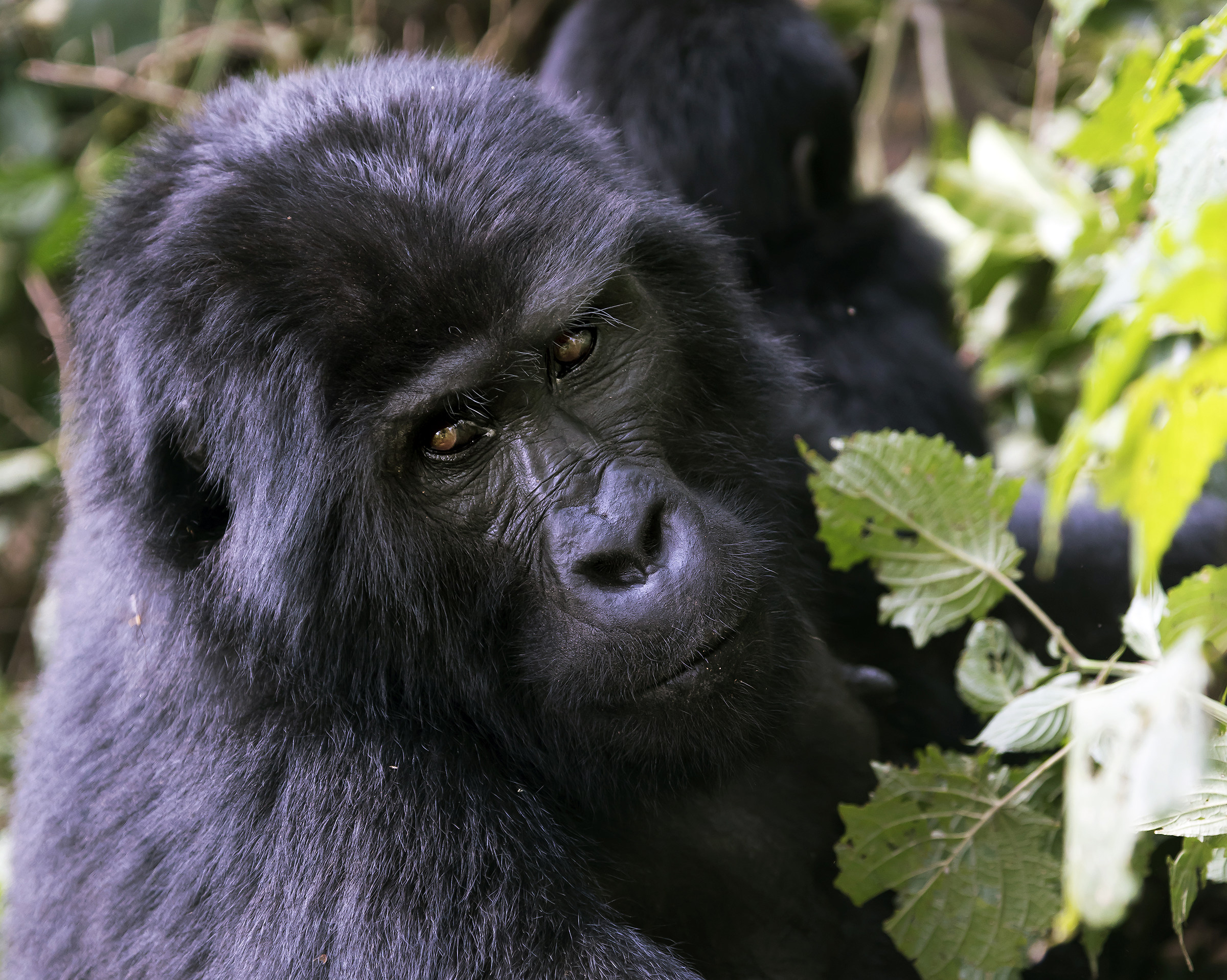 Look - Bwindi Forest, UGANDA
