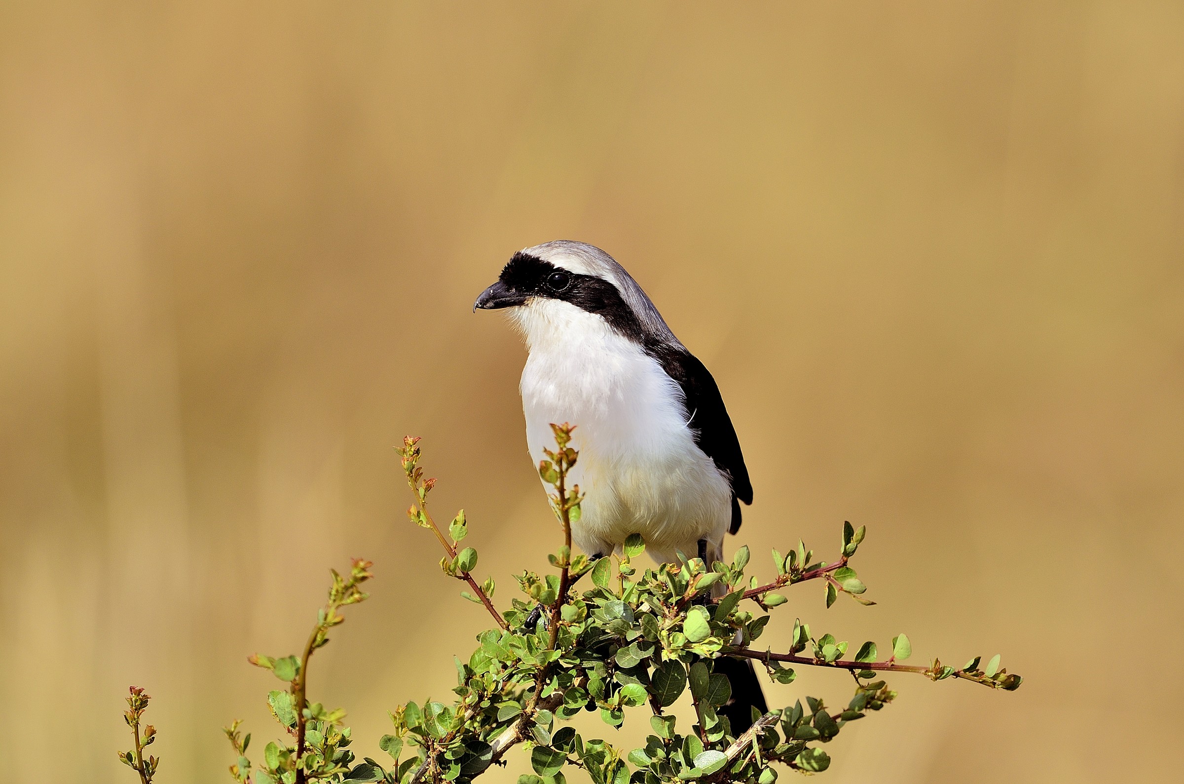 Grey-backed Fiscal