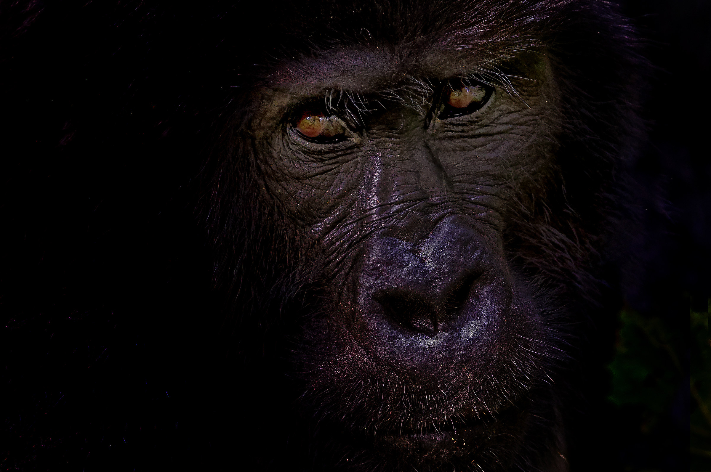 Look Variant - Bwindi Forest, UGANDA