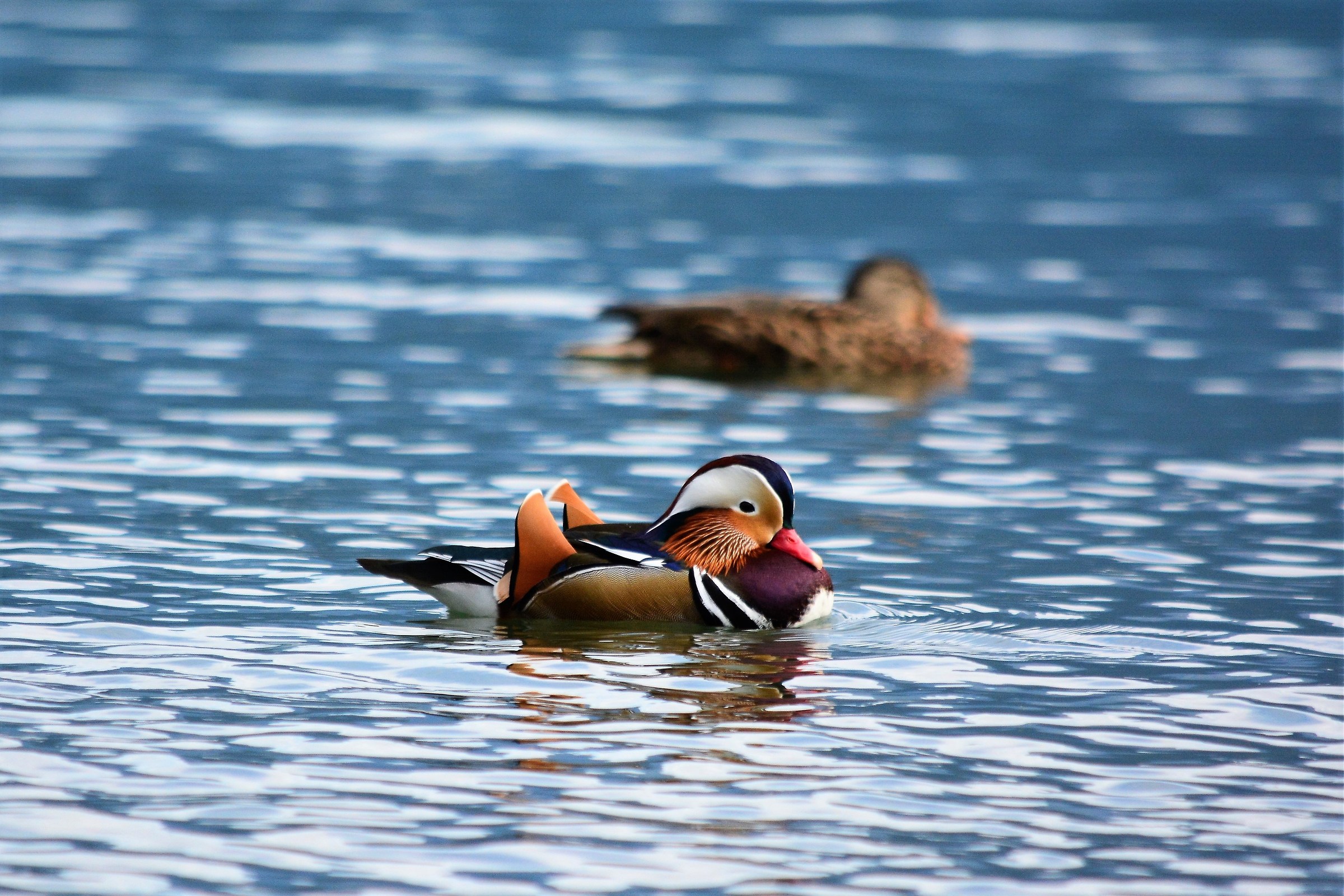 Mandarin duck
