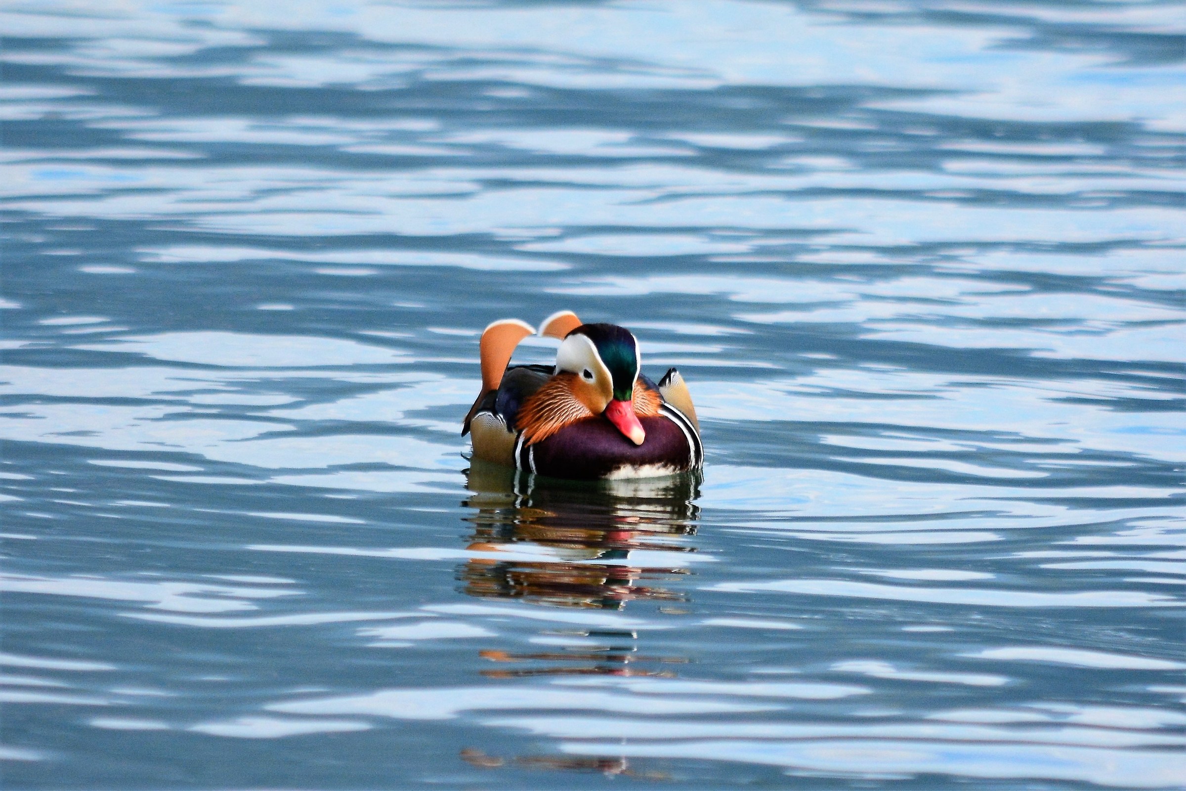 Mandarin duck 2