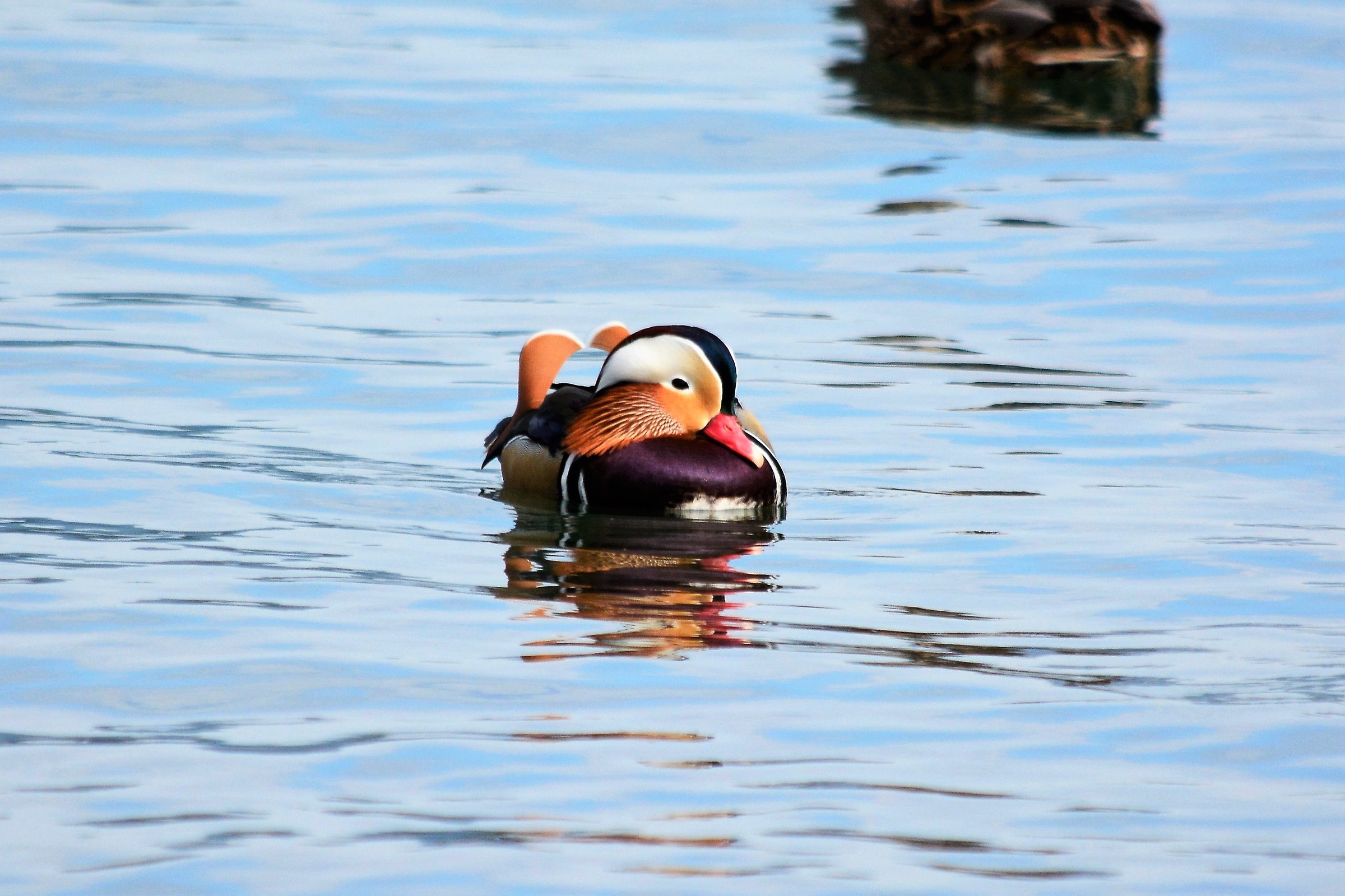 Mandarin duck 3